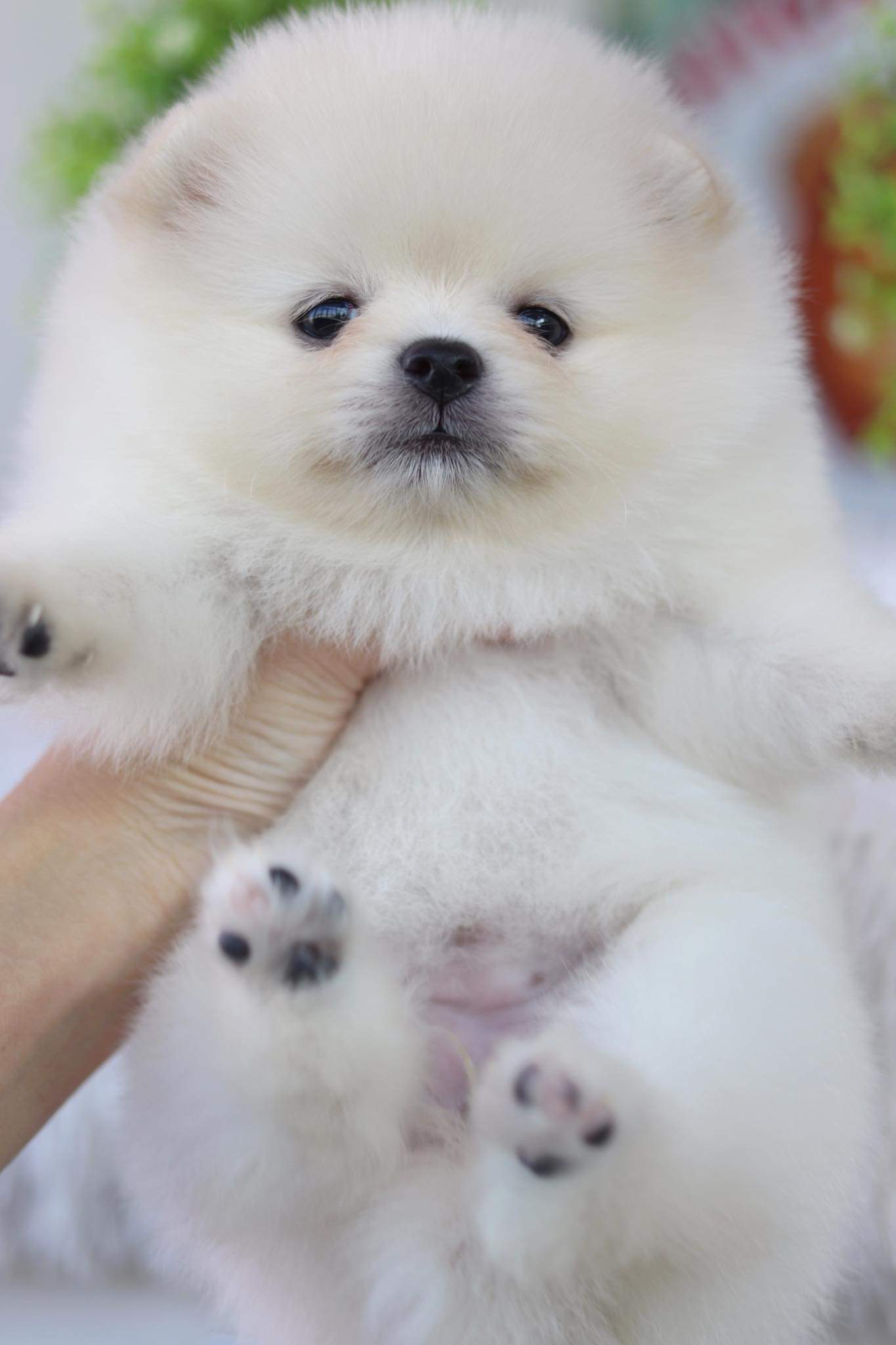 ปอมเมอเรเนียน เพศเมีย