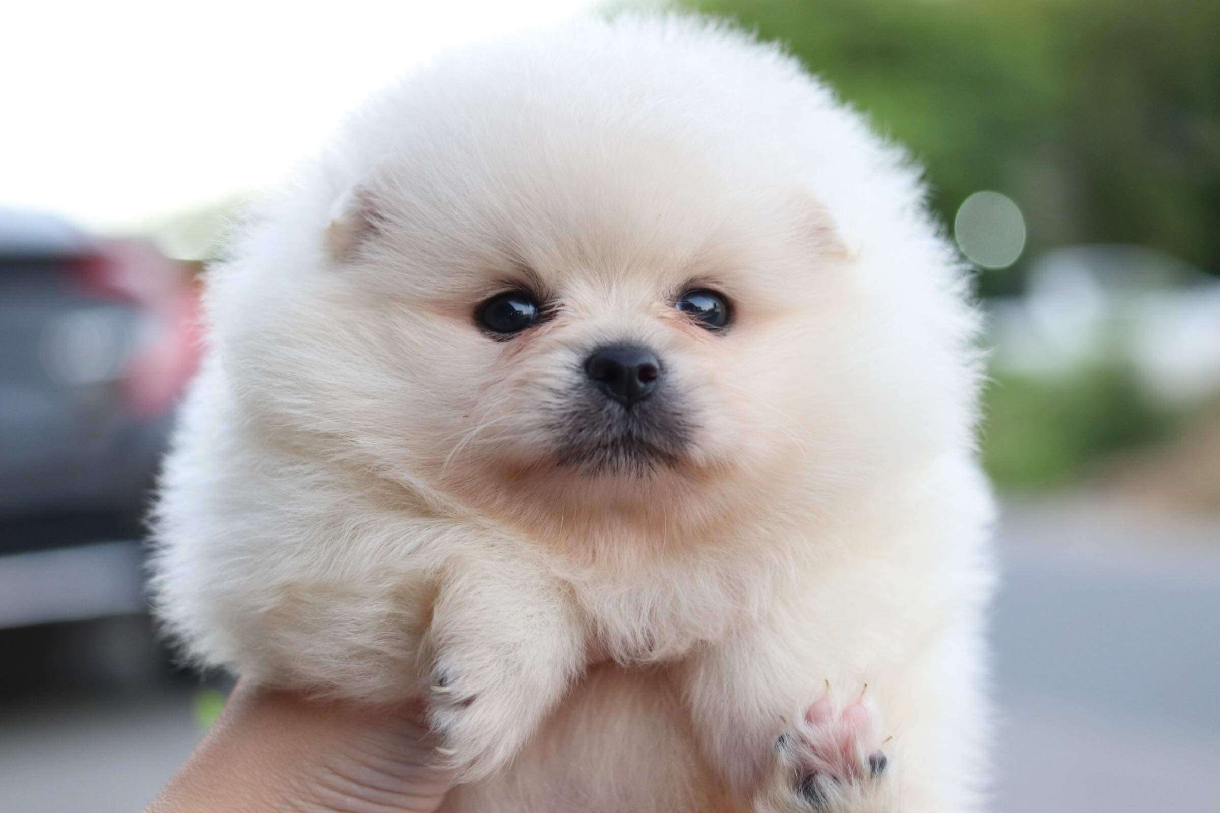 ปอมเมอเรเนียน เพศเมีย