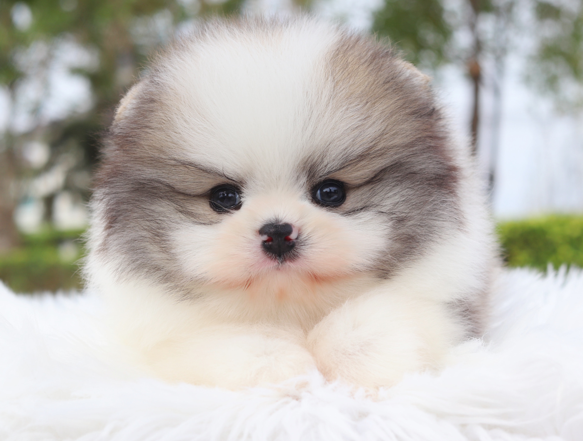 ปอมเมอเรเนียน เพศผู้ สีแฟนซี เกรดโชว์