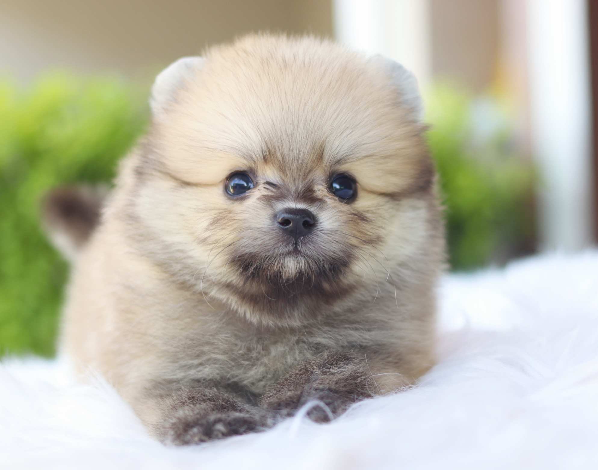 ปอมเมอเรเนียน เพศผู้สีส้ม