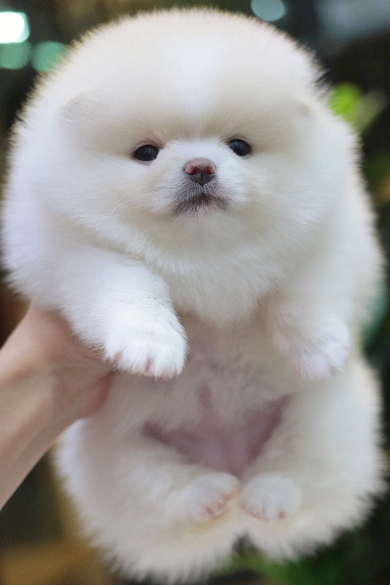 ปอมเมอเรเนียน เพศเมียสีขาวครีมเกรดโชว์