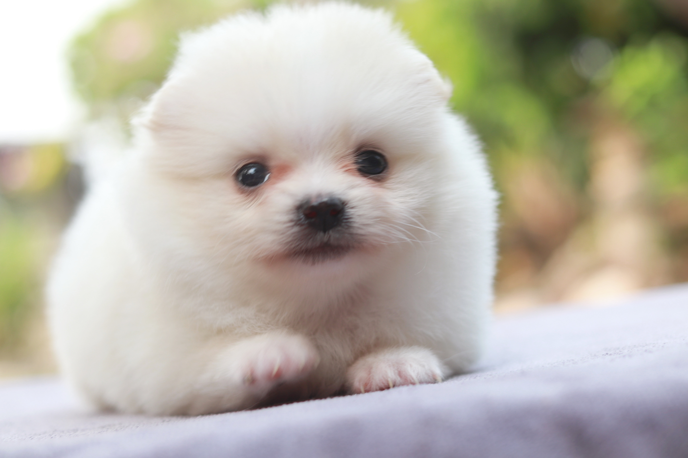 ปอมเมอเรเนียน เพศเมีย