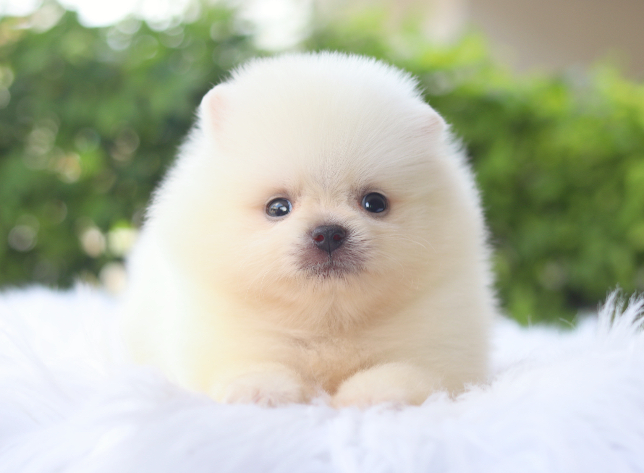 ปอมเมอเรเนียน เพศเมียสีขาวครีม