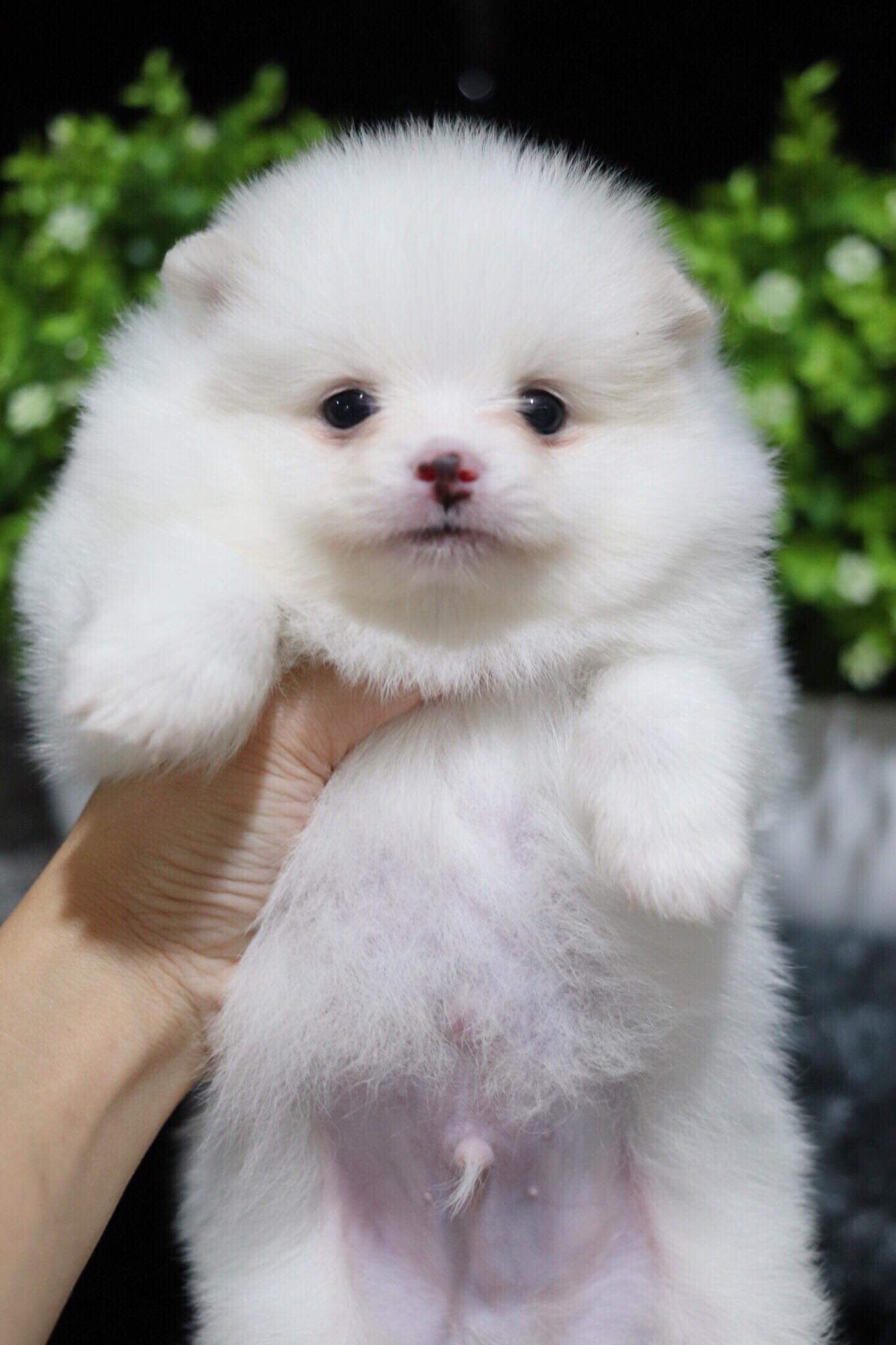 ปอมเมอเรเนียน เพศผู้