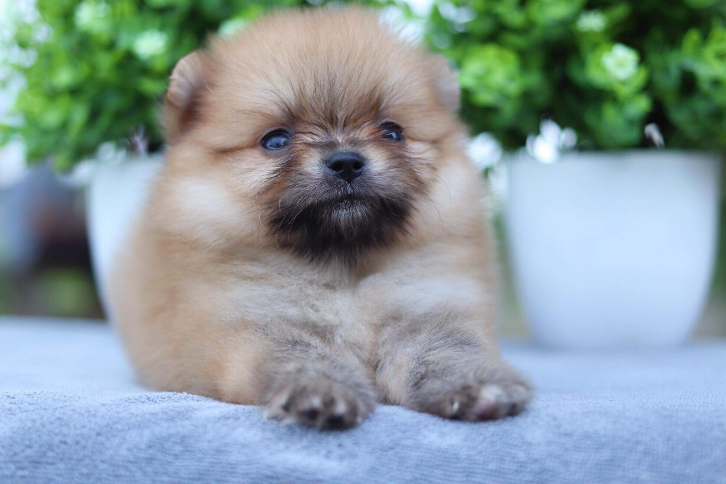 ปอมเมอเรเนียน เพศผู้