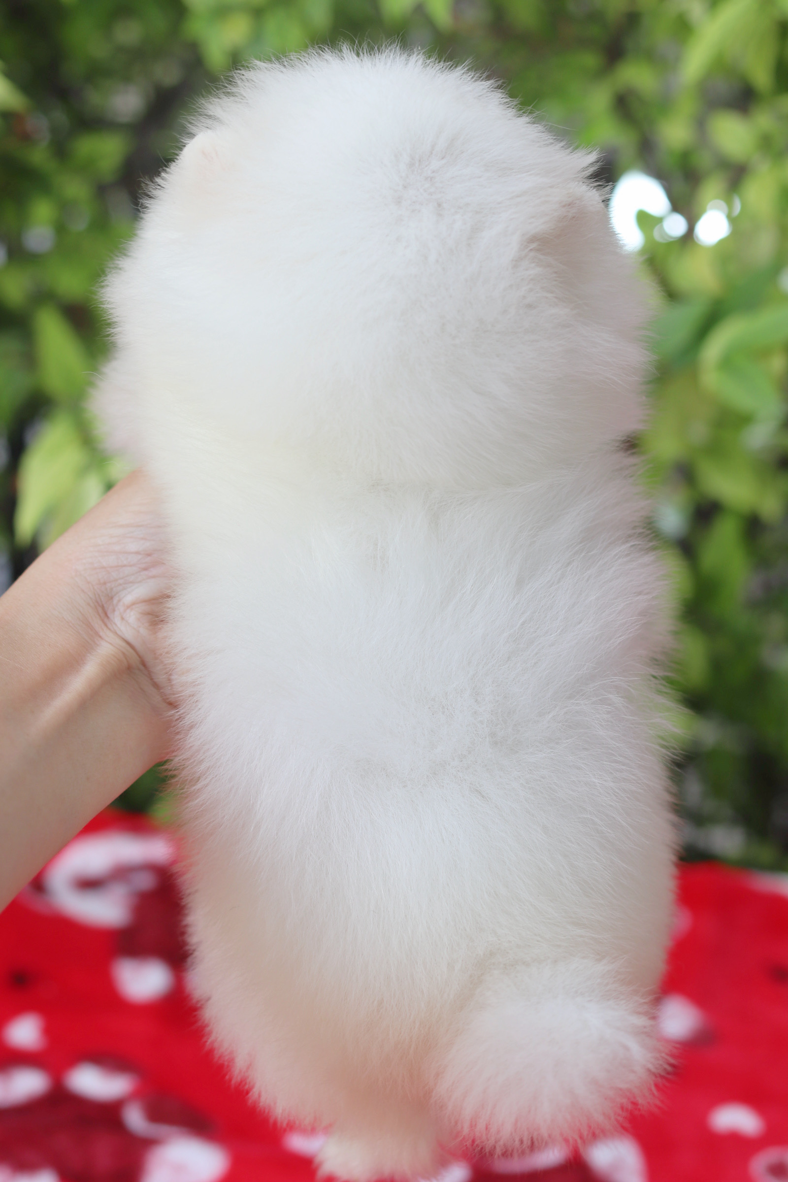 ปอมเมอเรเนียน เพศผู้ สีขาวครีม เกรดโชว์