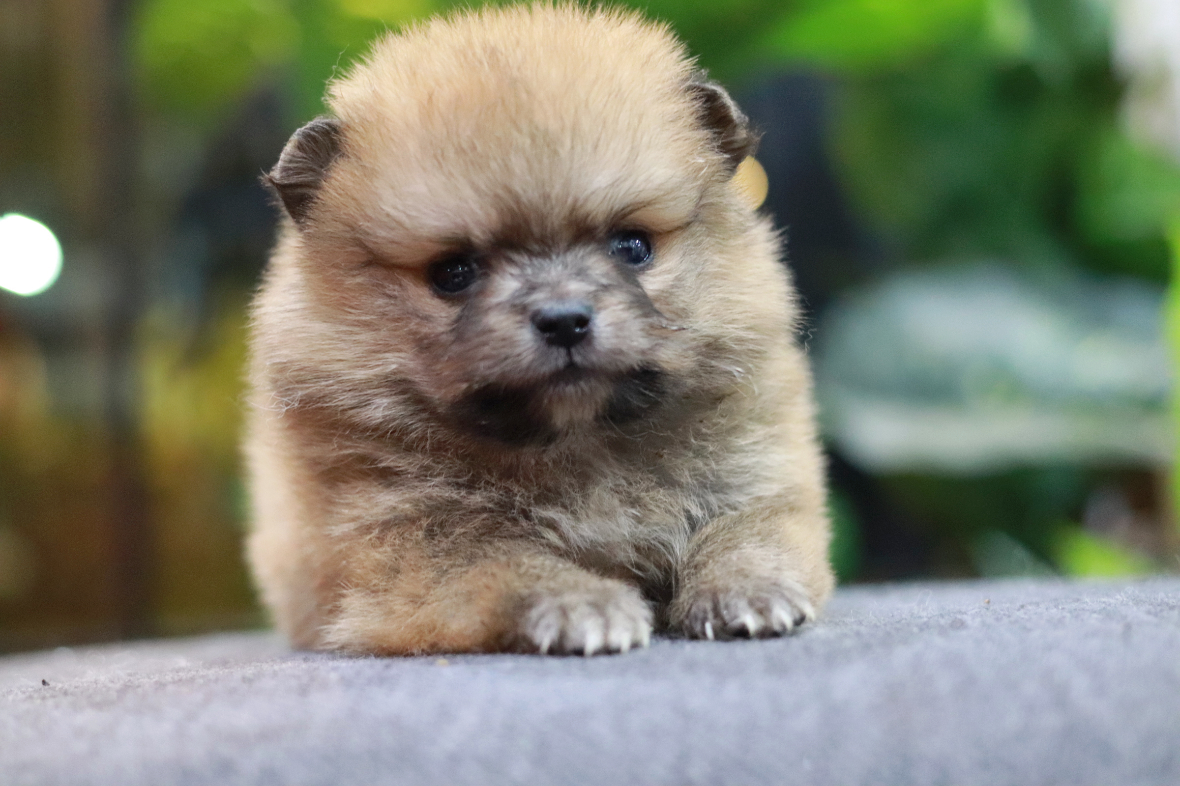 ปอมเมอเรเนียน เพศเมีย