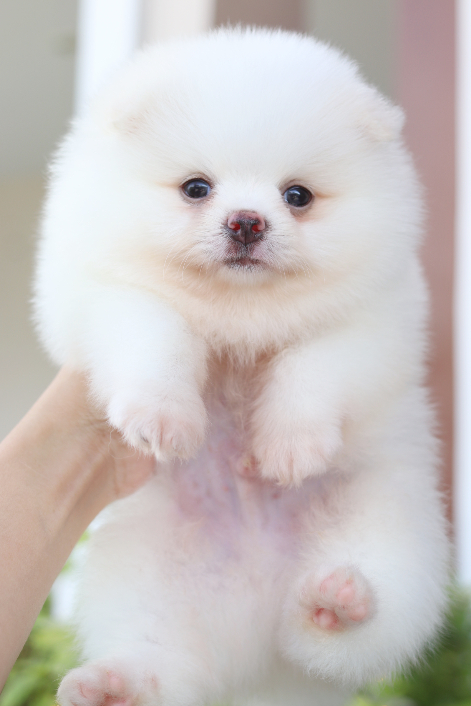 ปอมเมอเรเนียน เพศผู้สีขาวครีม