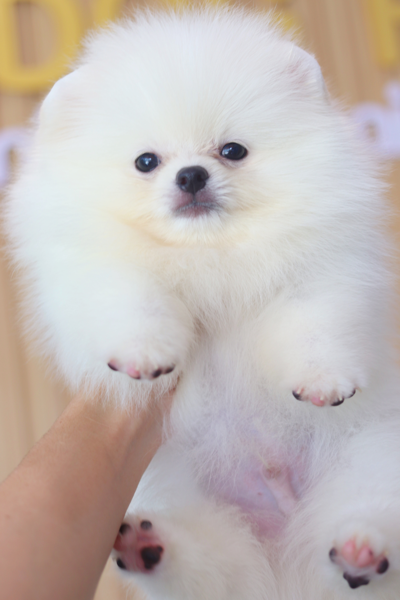 ปอมเมอเรเนียน เพศผู้สีขาวครีม เกรดโชว์