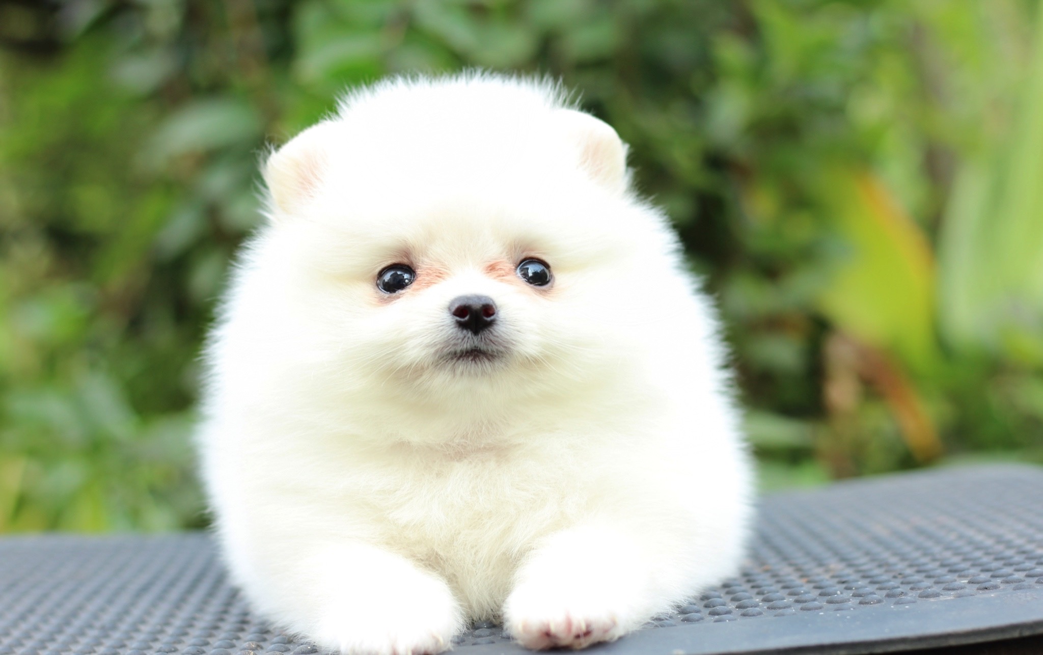 ปอมเมอเรเนียน เพศเมียสีขาวครีม