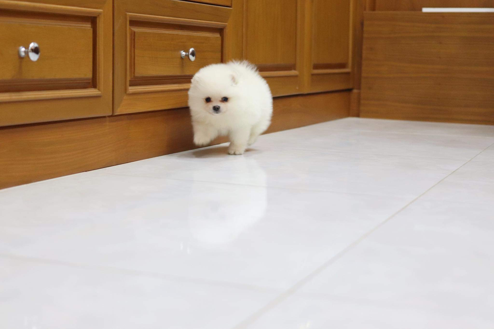 ปอมเมอเรเนียน เพศผู้