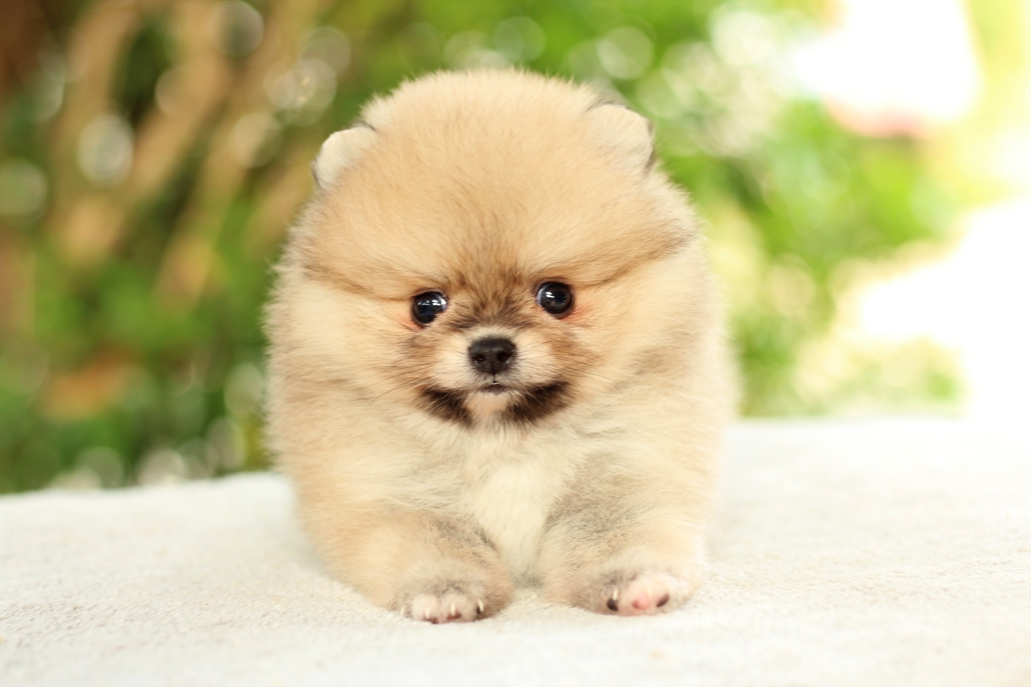 ปอมเมอเรเนียน เพศผู้สีส้ม ไซส์ทีคัพ