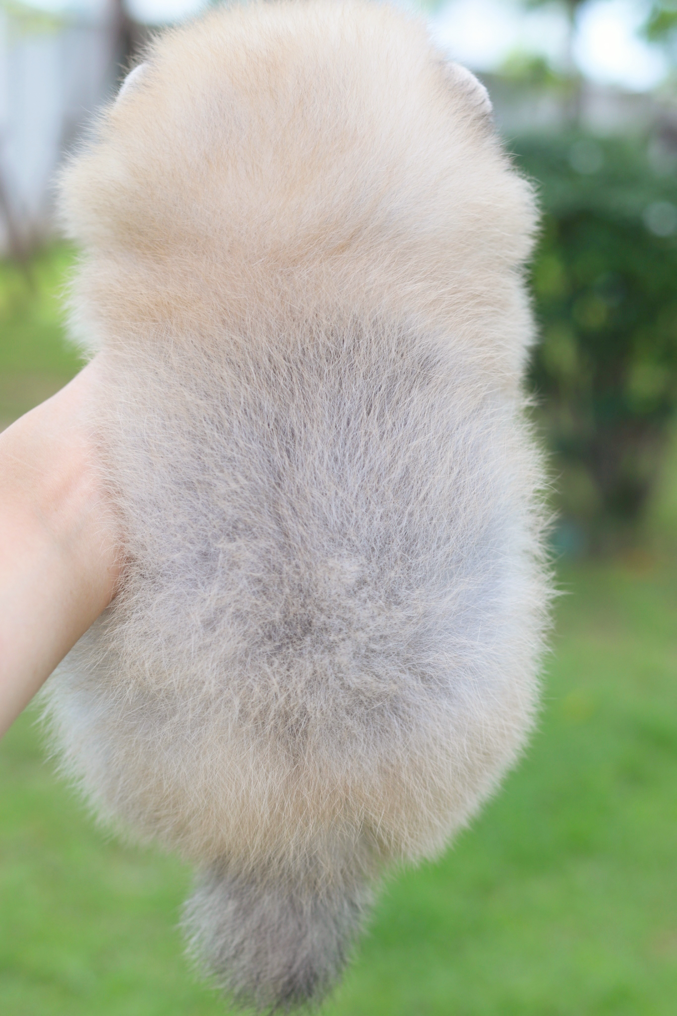 ปอมเมอเรเนียน เพศเมียสีส้มเกรดโชว์