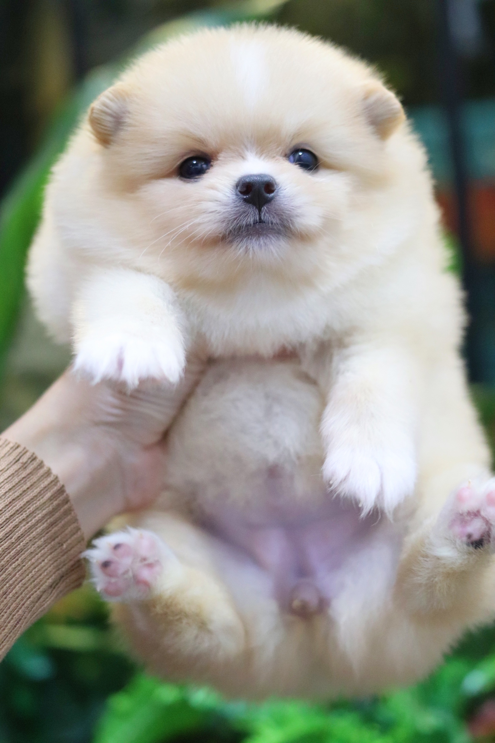 ปอมเมอเรเนียน เพศเมียสีครีม