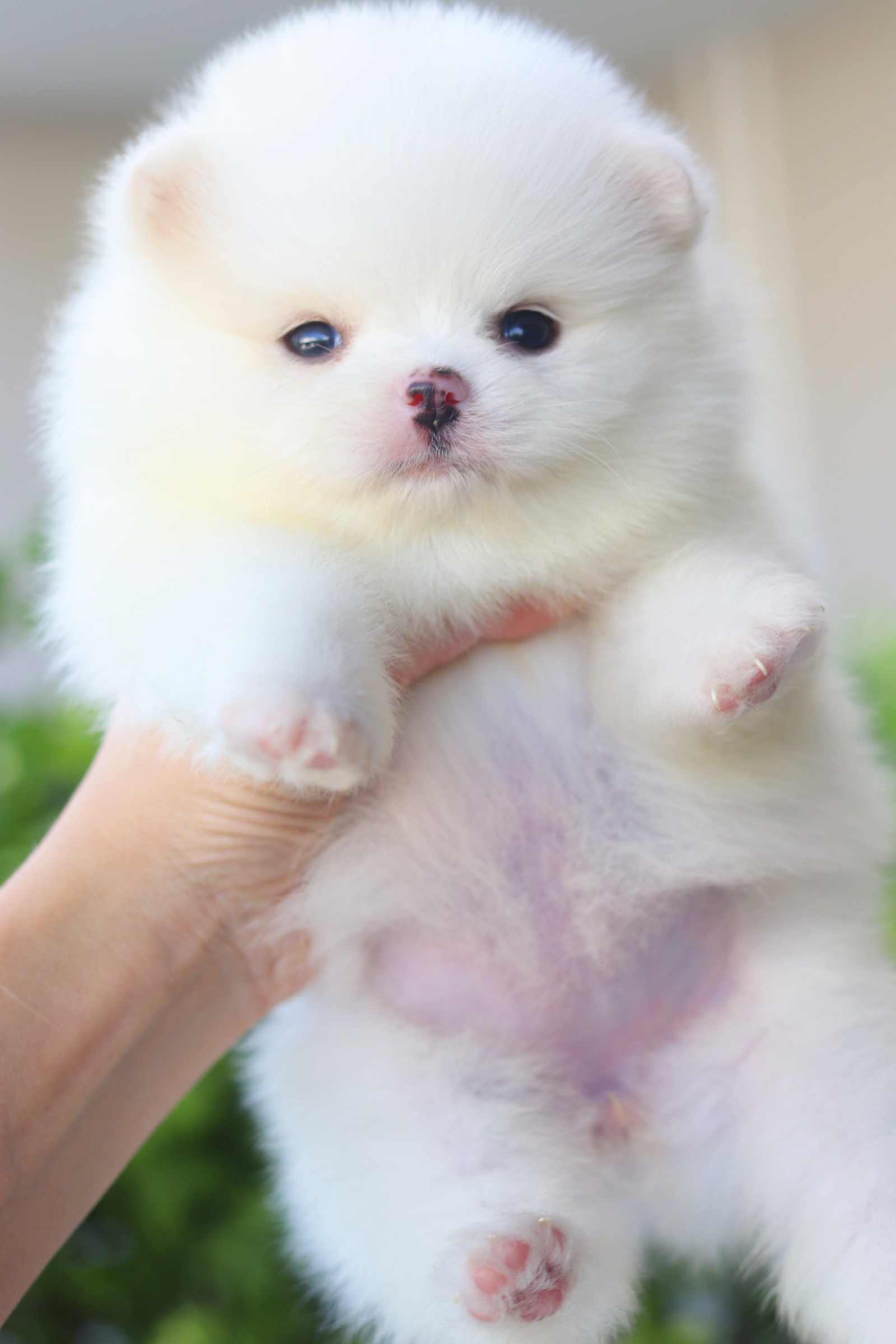 ปอมเมอเรเนียน เพศเมียสีขาวครีม