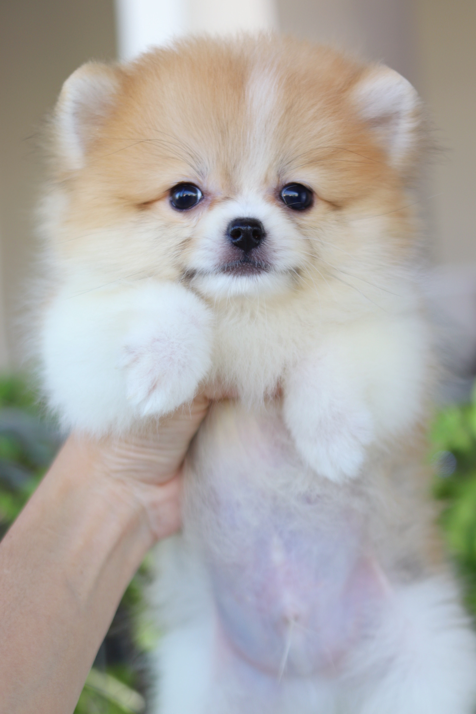 ปอมเมอเรเนียน เพศผู้ สีแฟนซี