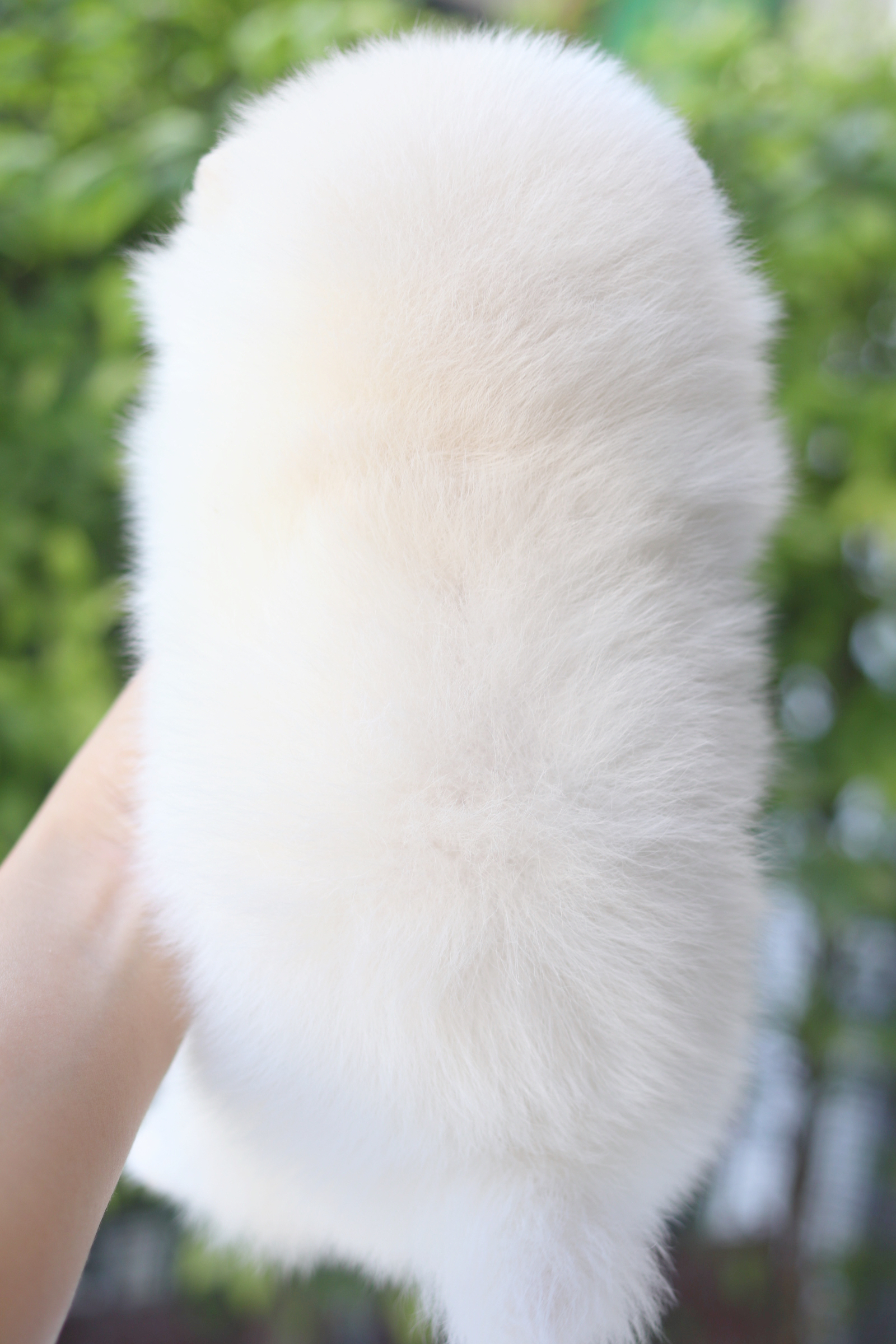 ปอมเมอเรเนียน เพศผู้สีขาวครีม