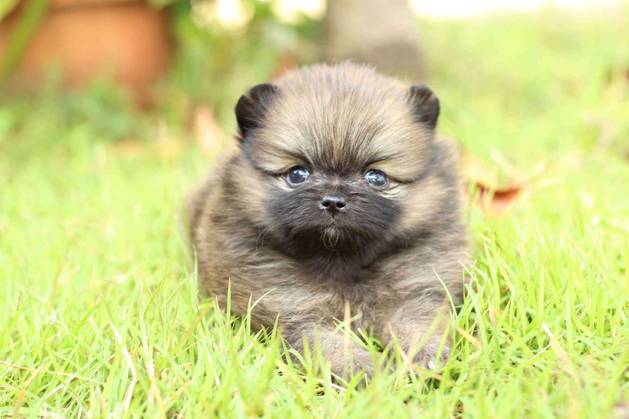 ปอมเมอเรเนียน เพศผู้สีส้ม