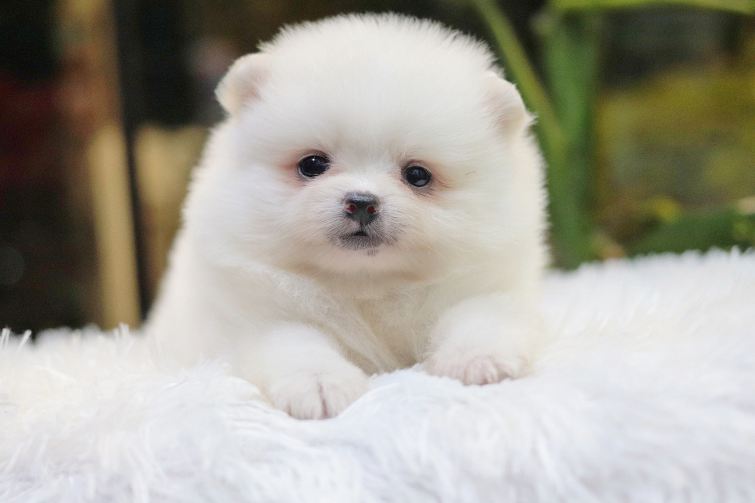 ปอมเมอเรเนียน เพศเมียสีขาว