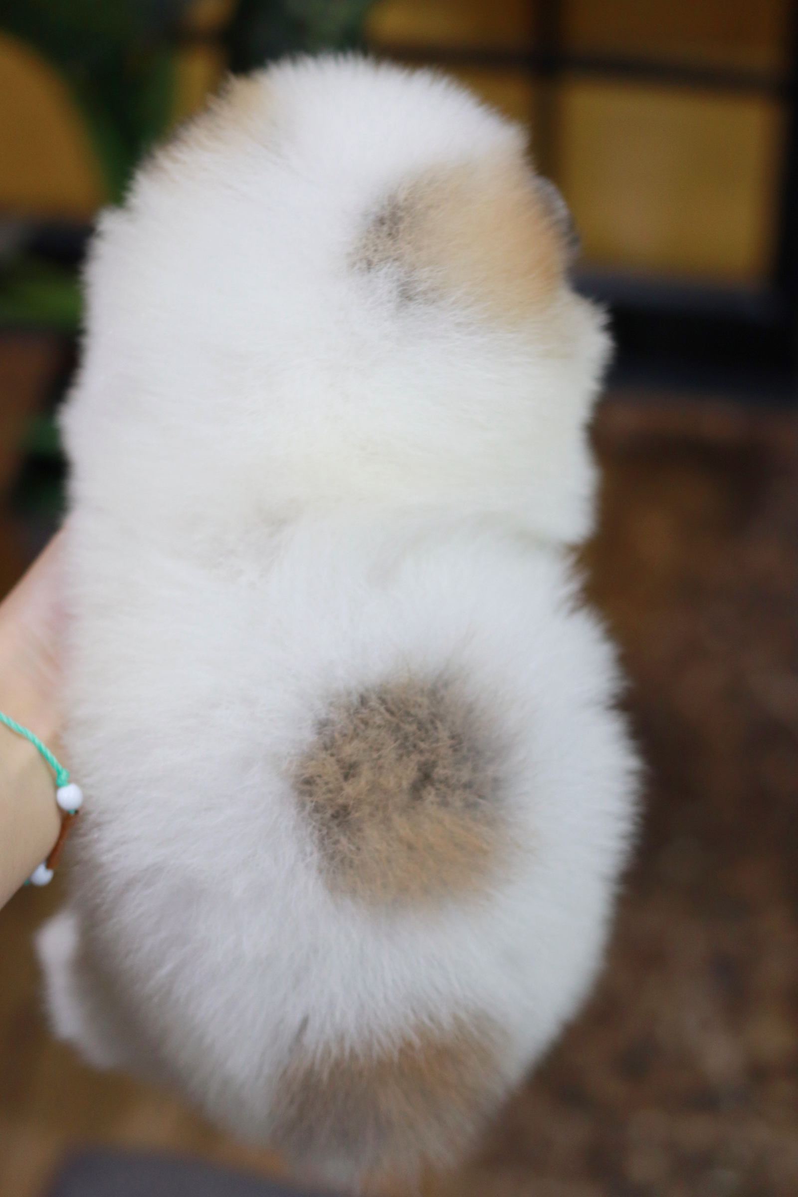 ปอมเมอเรเนียน เพศผู้ หน้าฟ็อก