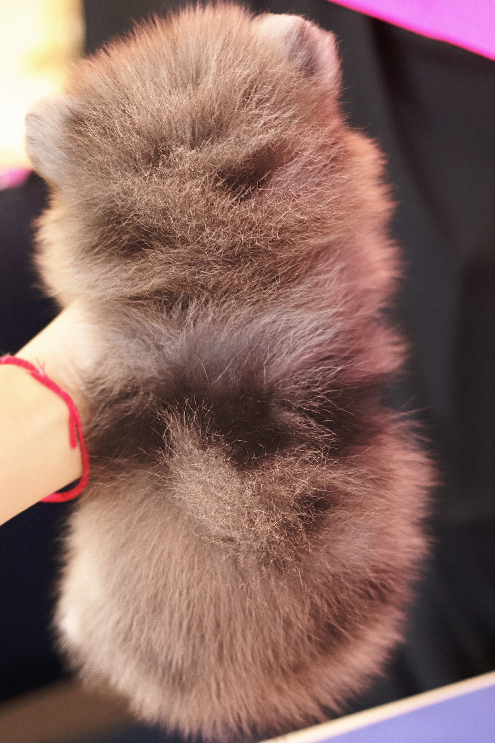 ปอมเมอเรเนียน เพศผู้ สีเมอร์เร่