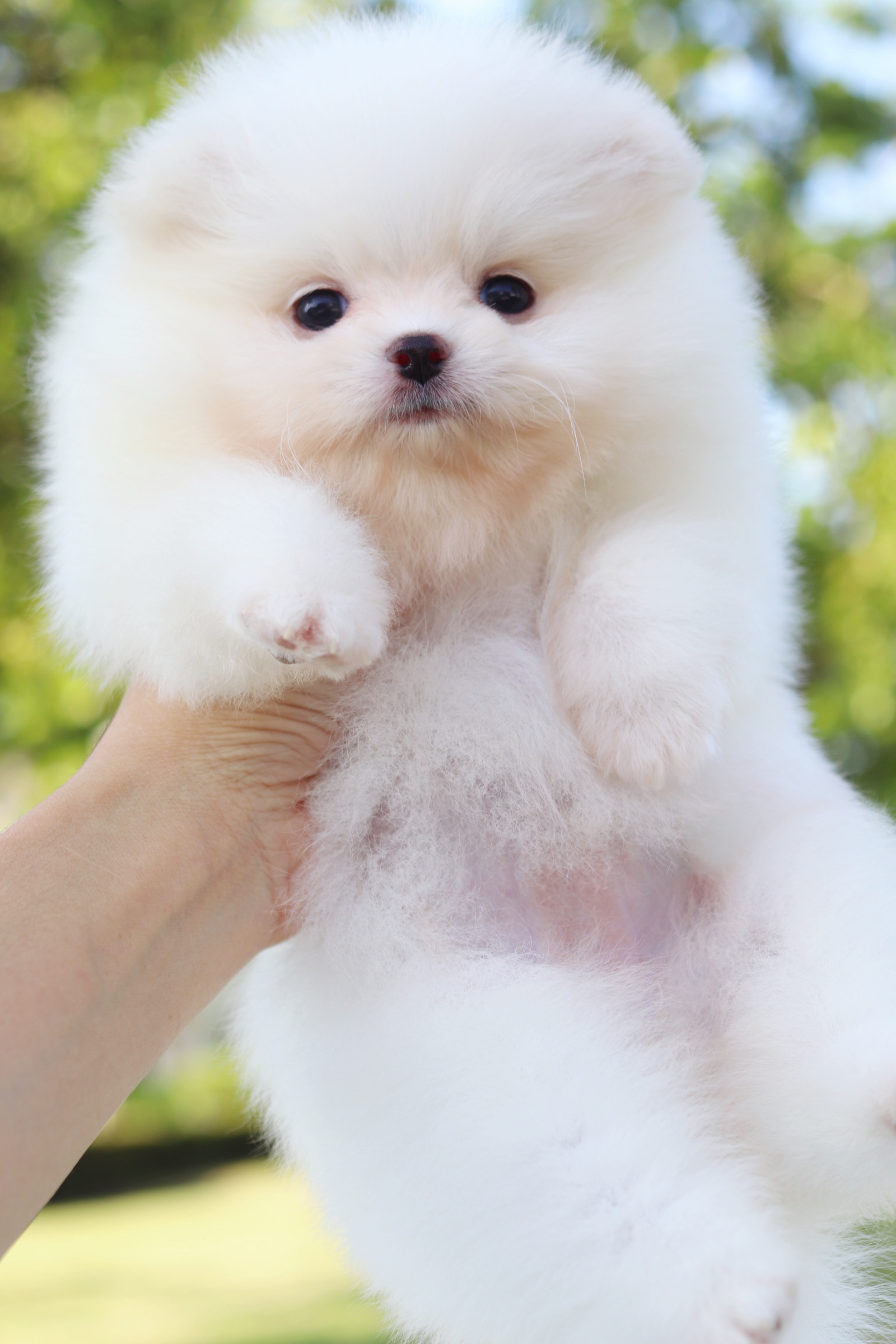 ปอมเมอเรเนียน เพศเมียสีขาว เกรดโชว์