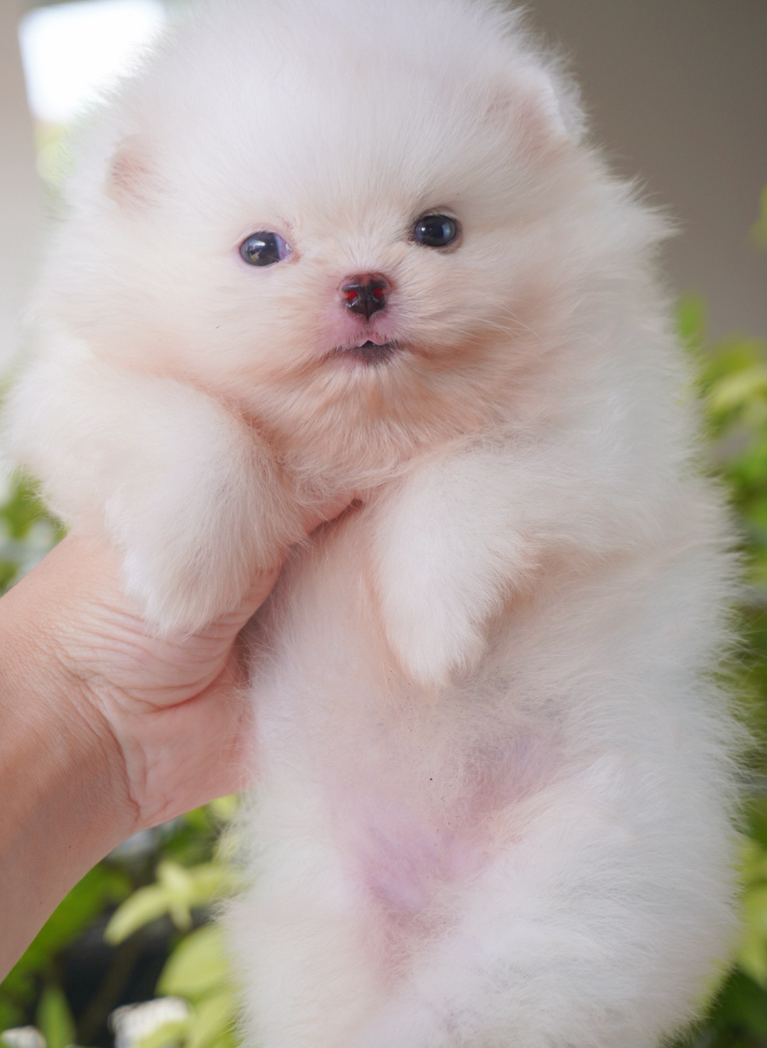 ปอมเมอเรเนียน เพศเมียสีขาวเกรดโชว์