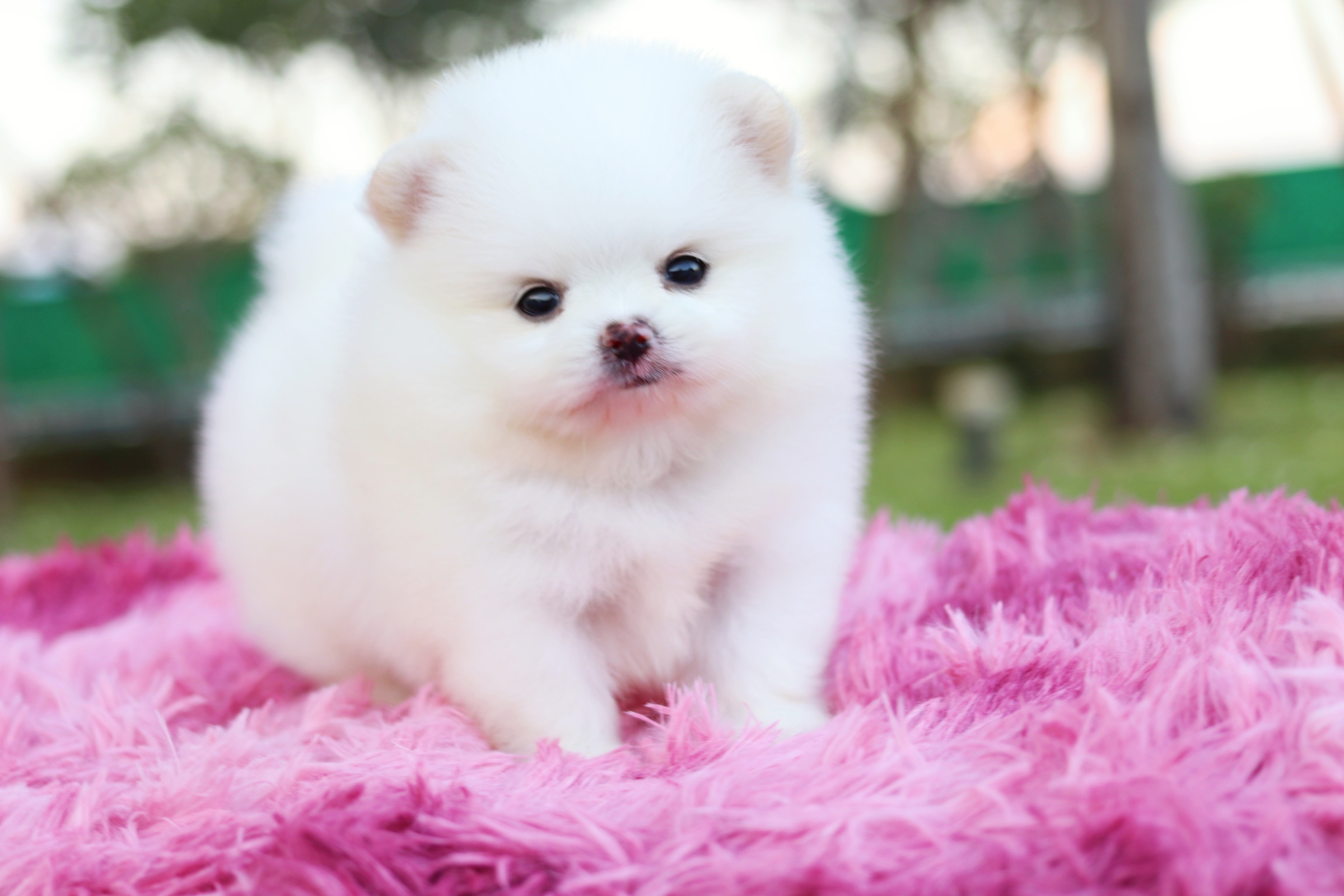 ปอมเมอเรเนียน เพศผู้ ขาวครีม