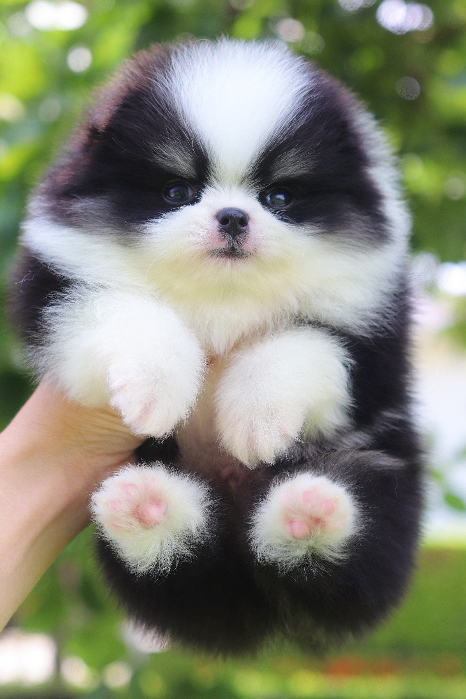 ปอมเมอเรเนียน เพศผู้ สีไตรคัลเลอร์ เกรดโชว์