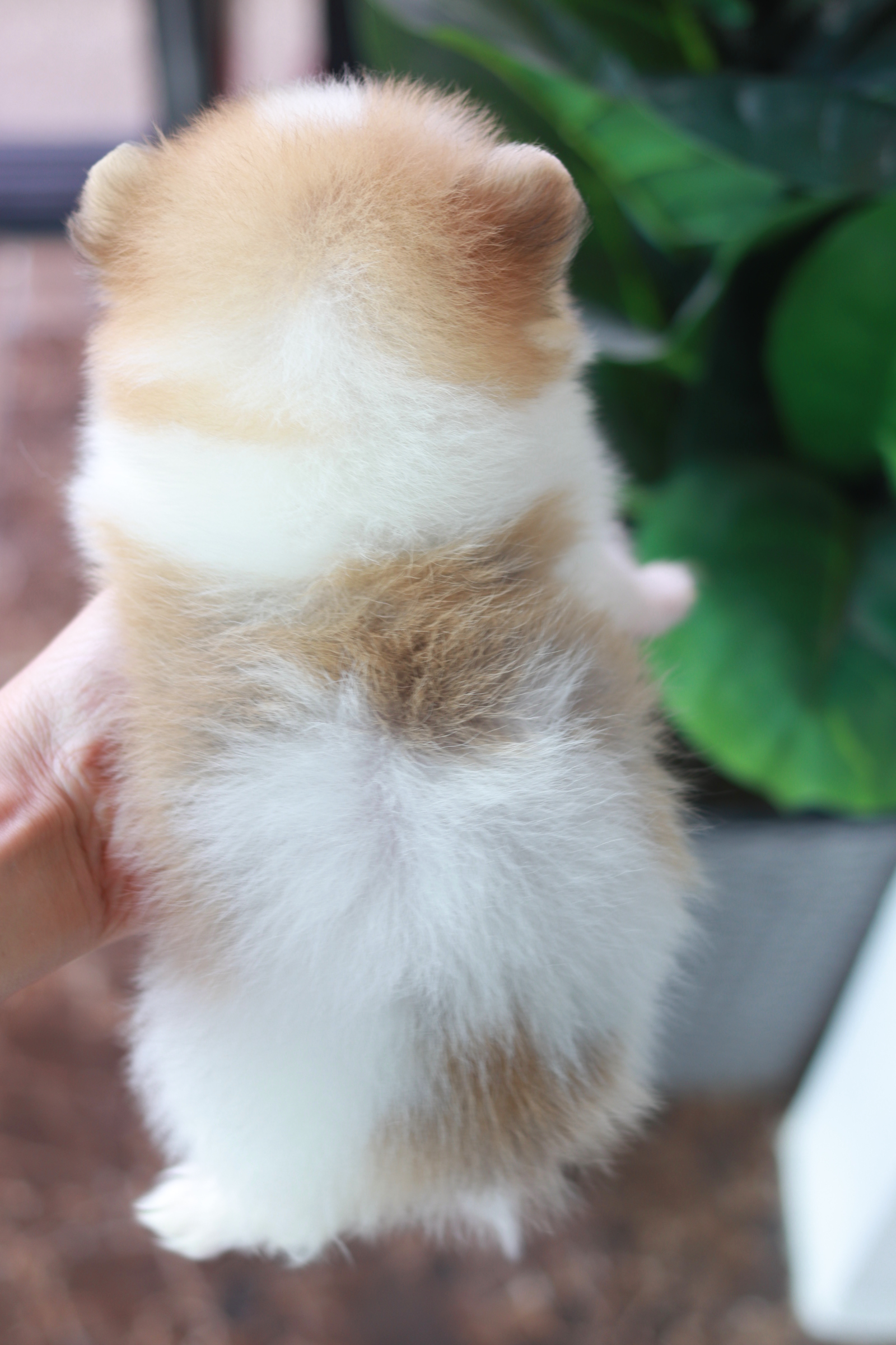 ปอมเมอเรเนียน เพศเมีย สีแฟนซี