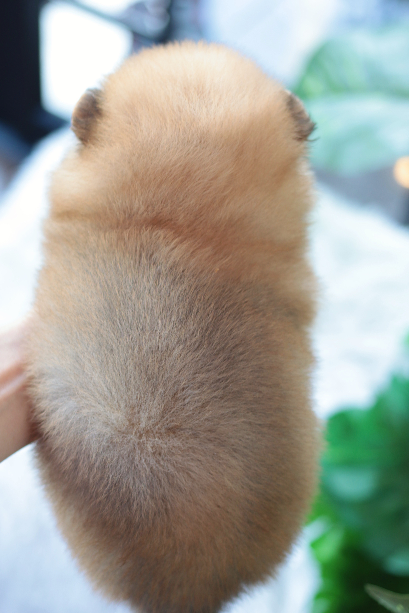 ปอมเมอเรเนียน เพศผู้สีส้ม