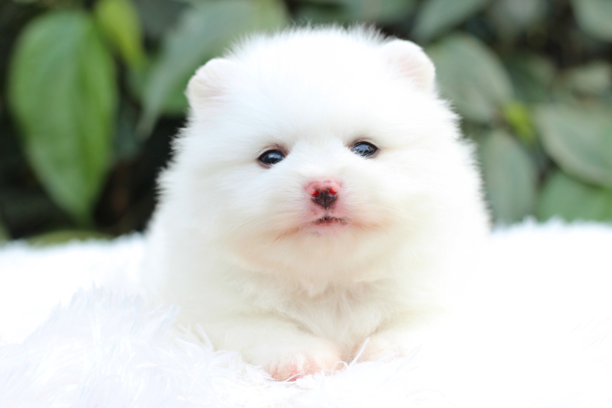 ปอมเมอเรเนียน เพศเมียสีขาว