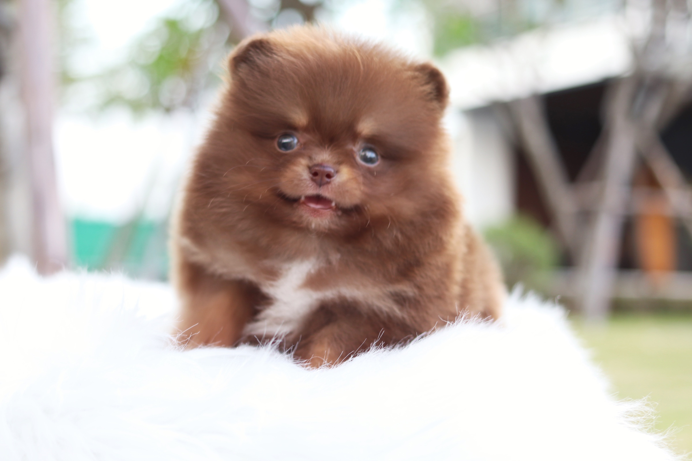 ปอมเมอเรเนียน เพศผู้ สีช็อคแทน