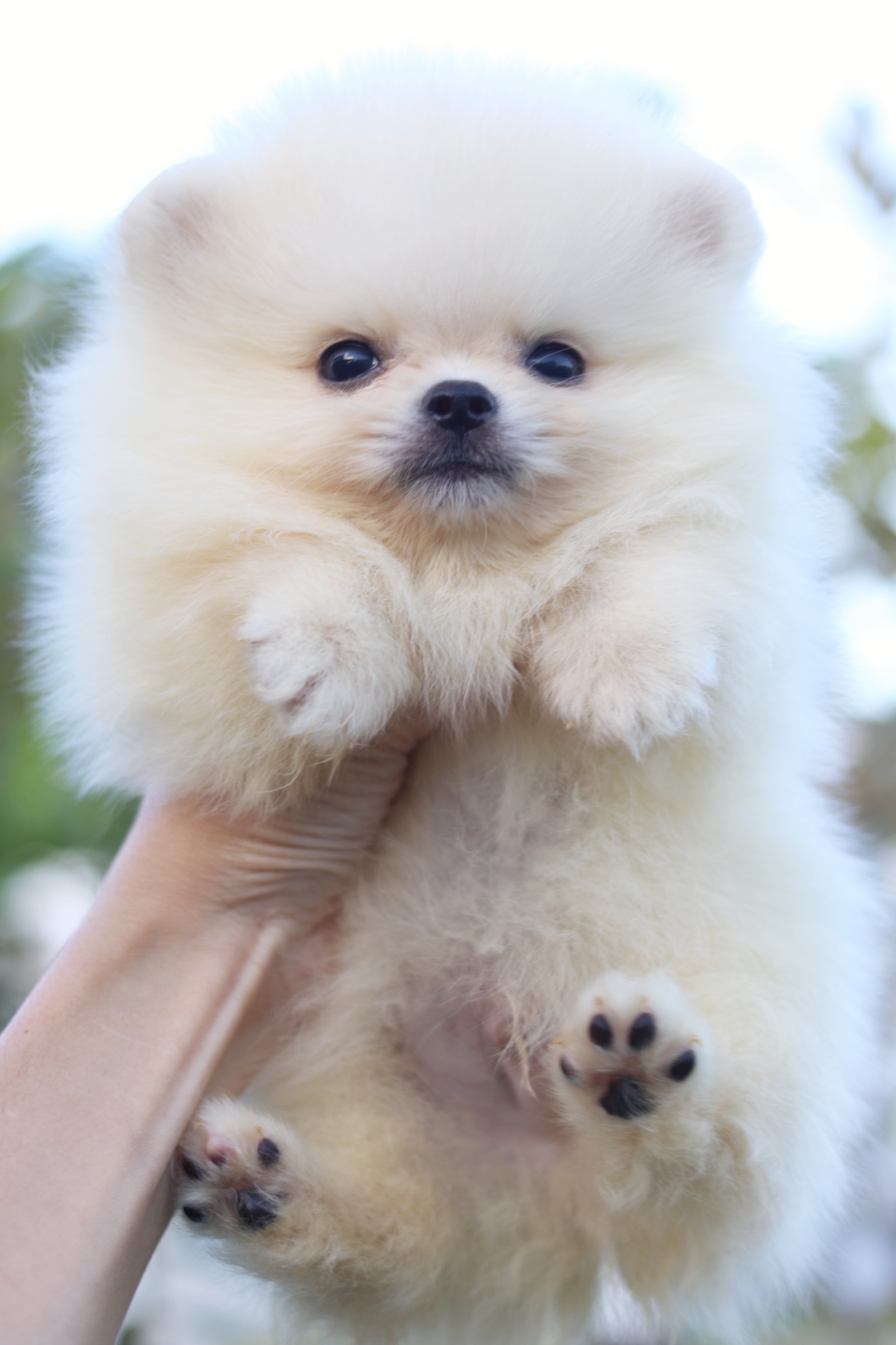 ปอมเมอเรเนียน เพศผู้ สีขาวครีม