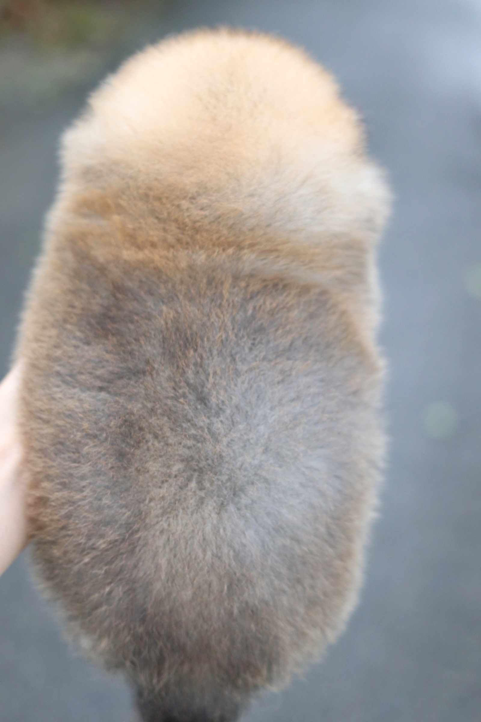 ปอมเมอเรเนียน เพศเมียสีส้ม