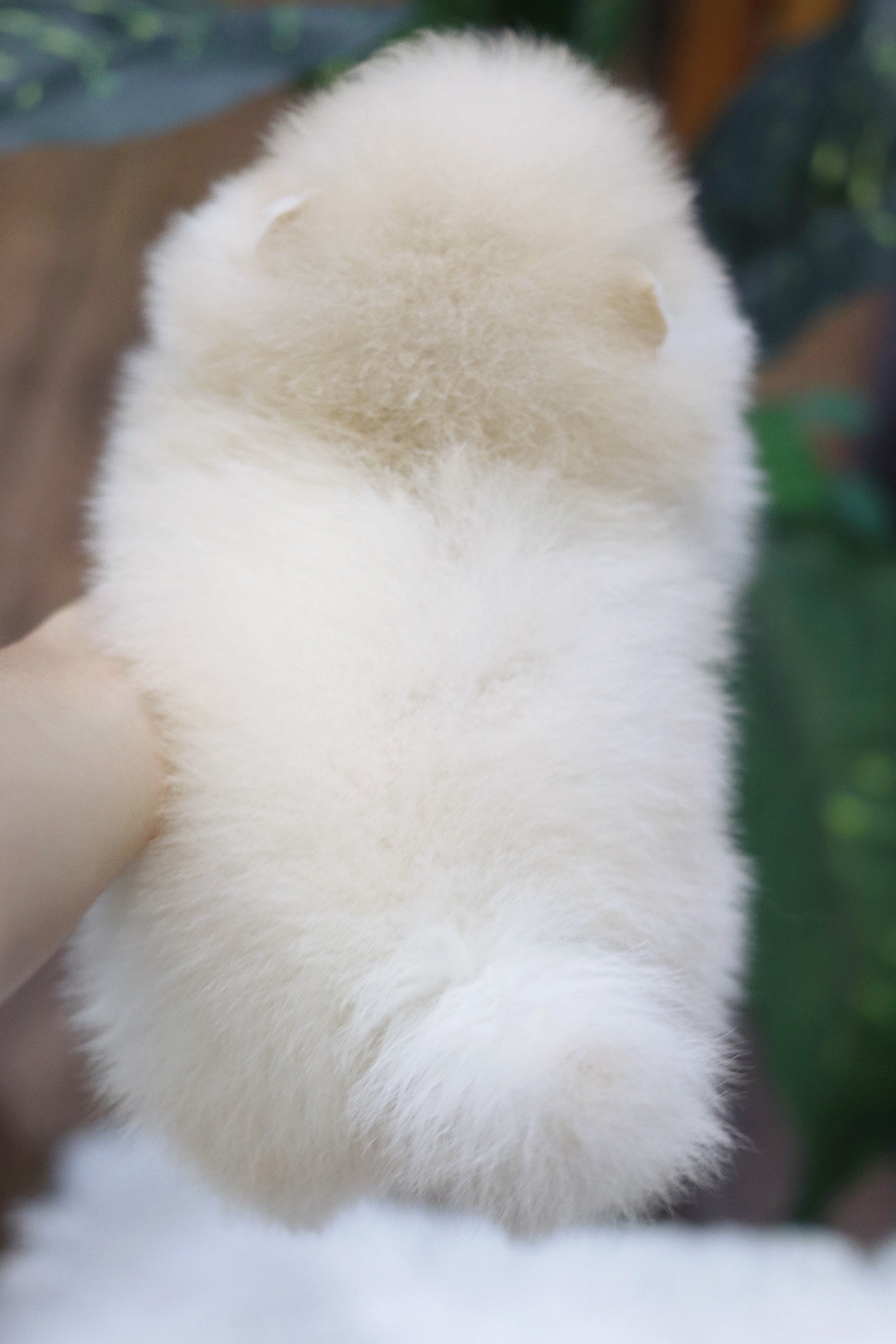 ปอมเมอเรเนียน เพศผู้ ขาวครีม