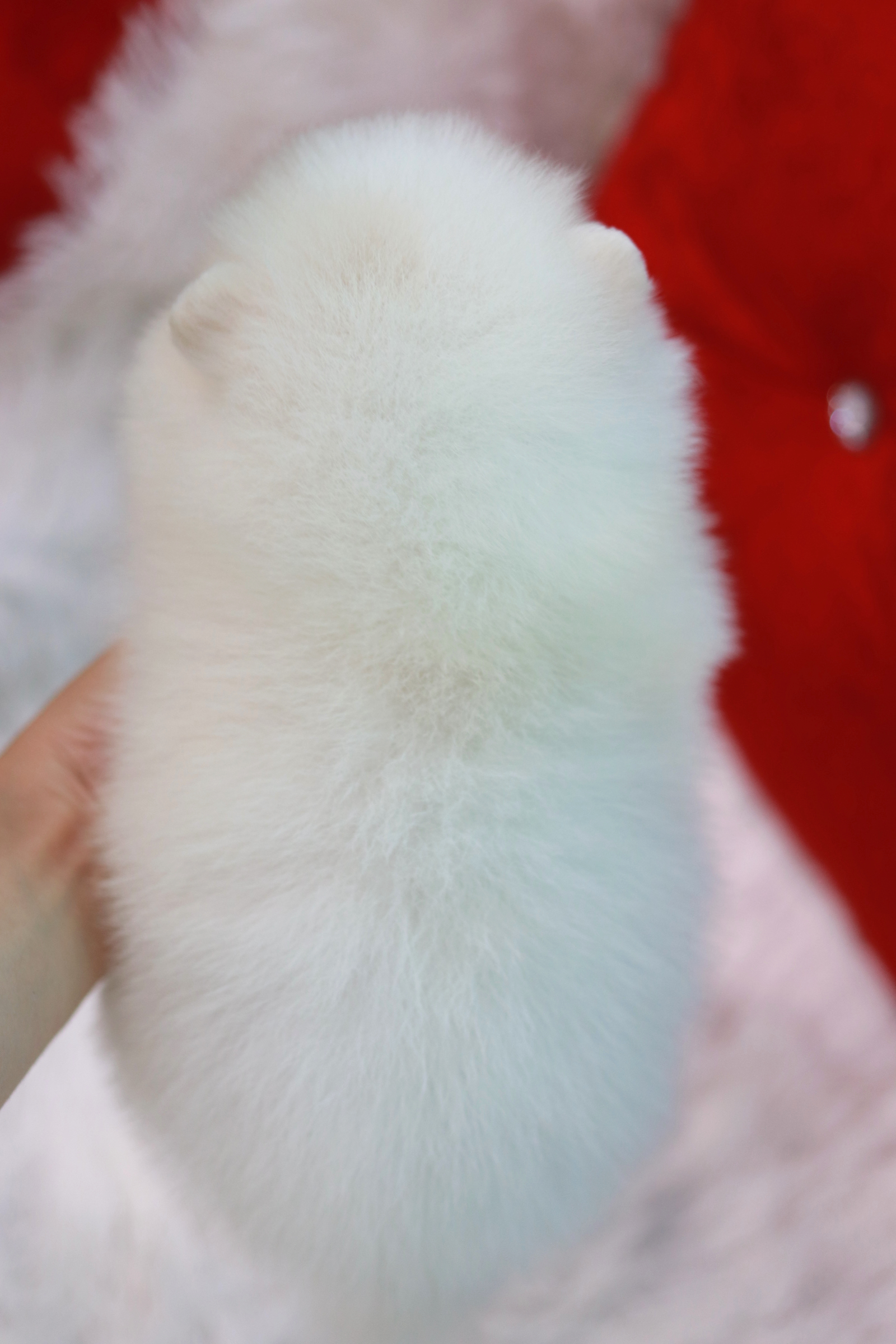 ปอมเมอเรเนียน เพศผู้ขาวครีม