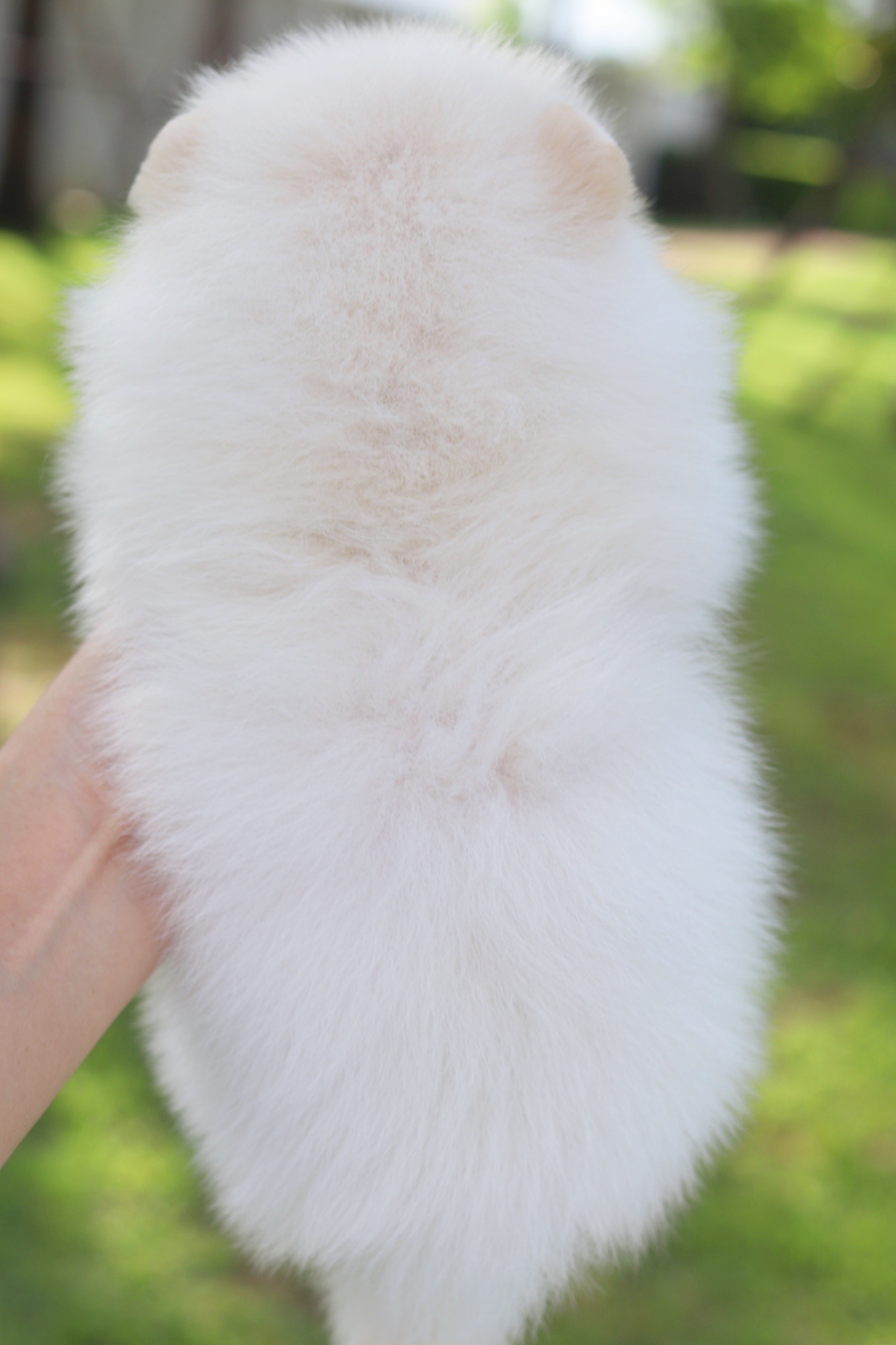 ปอมเมอเรเนียน เพศผู้สีขาวครีมเกรดโชว์