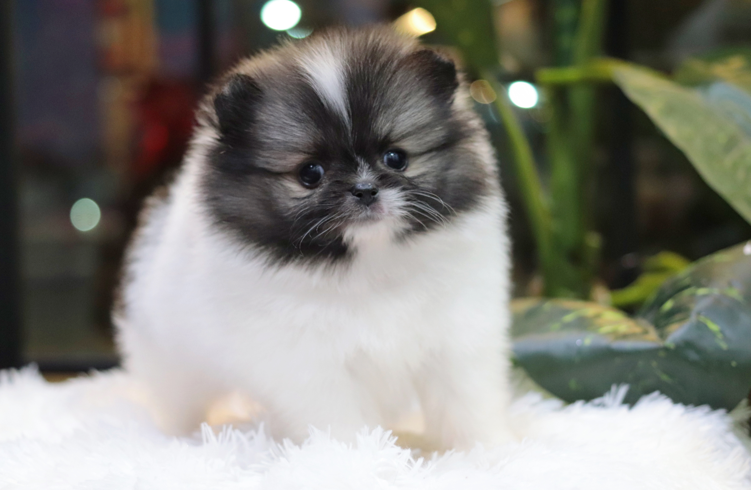 ปอมเมอเรเนียน เพศผู้ แฟนซีขนแน่นๆมาร์คครบเป๊ะ