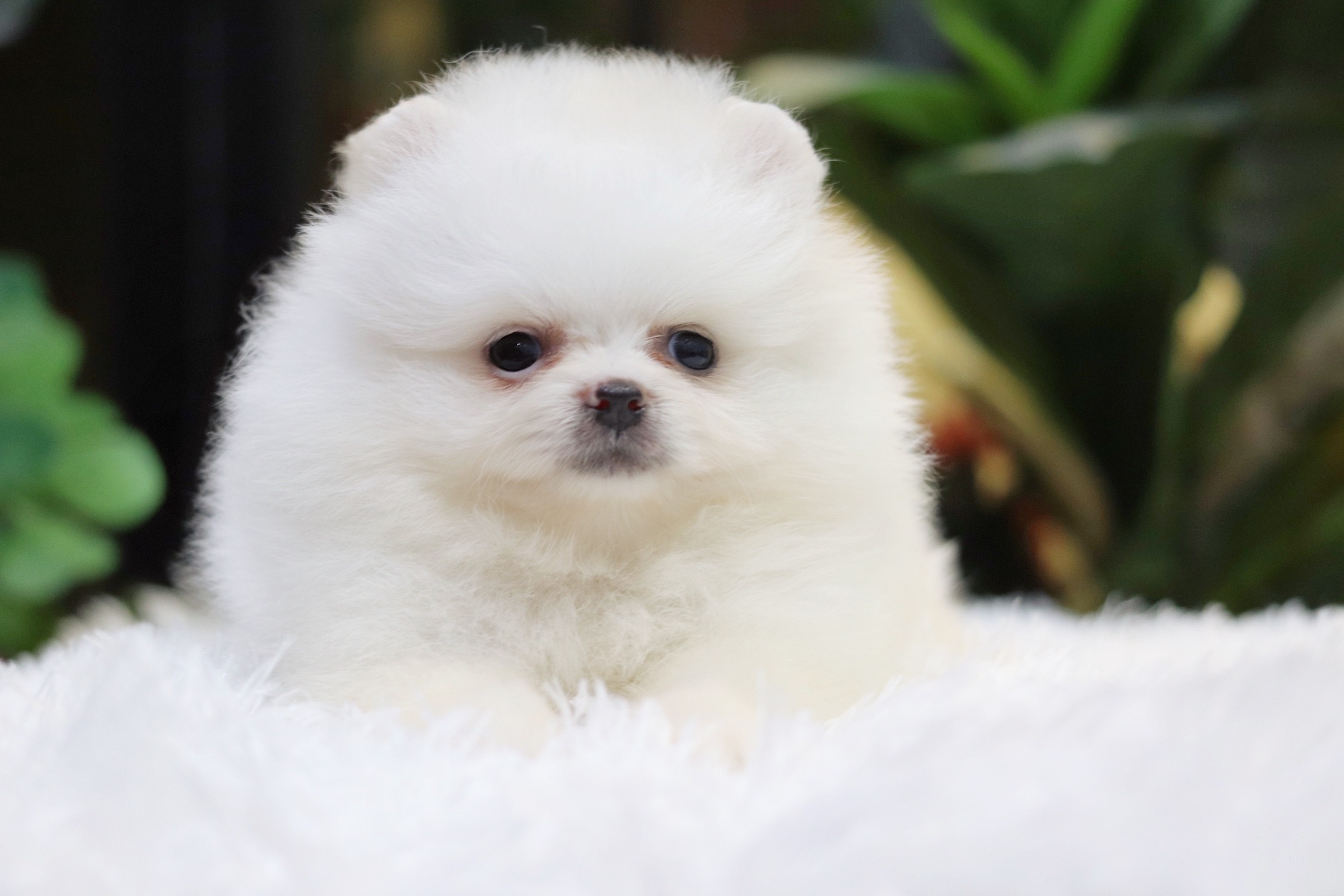 ปอมเมอเรเนียน เพศเมียสีขาวครีม