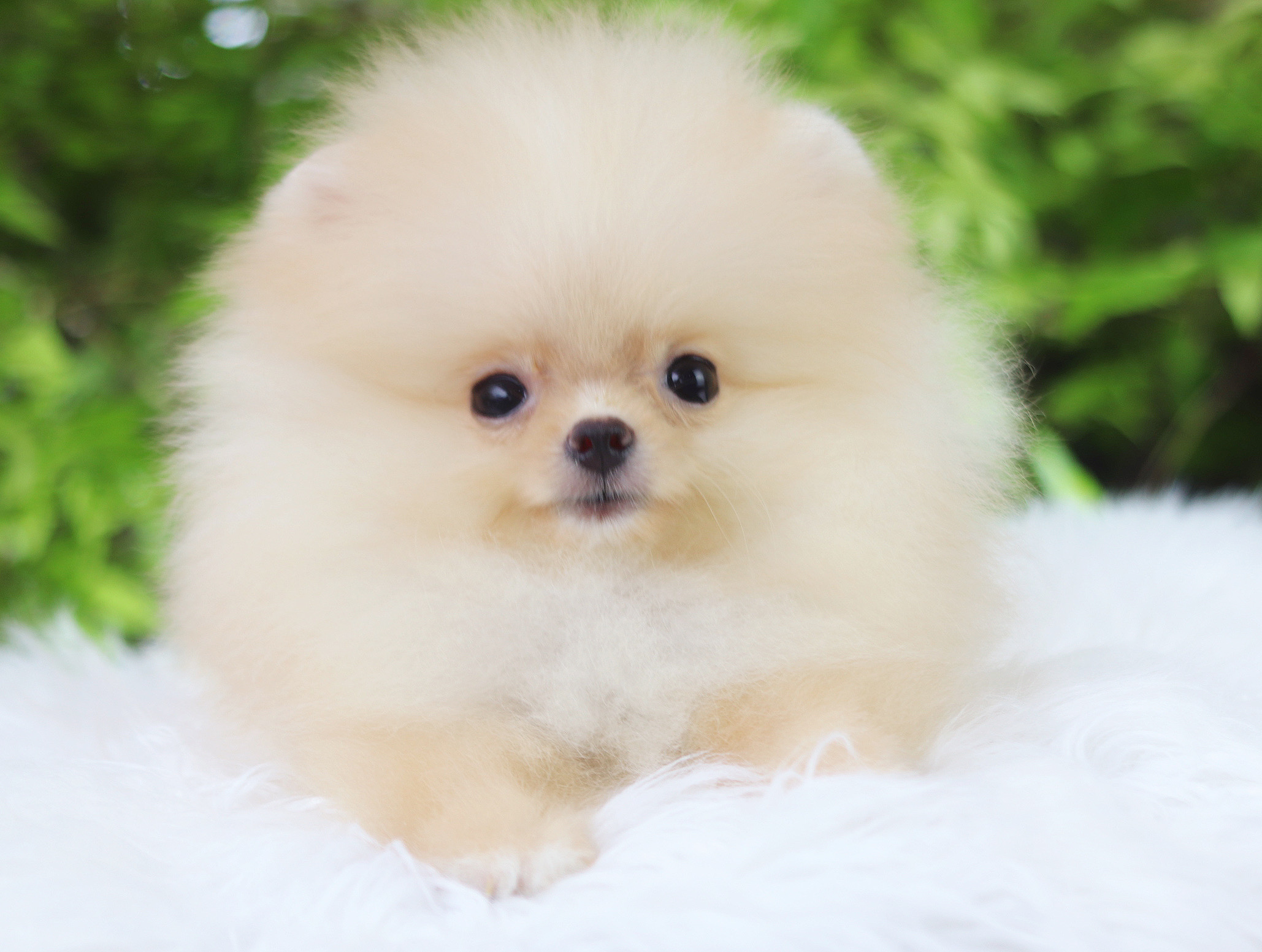 ปอมเมอเรเนียน เพศเมียสีครึม ทีคัพ