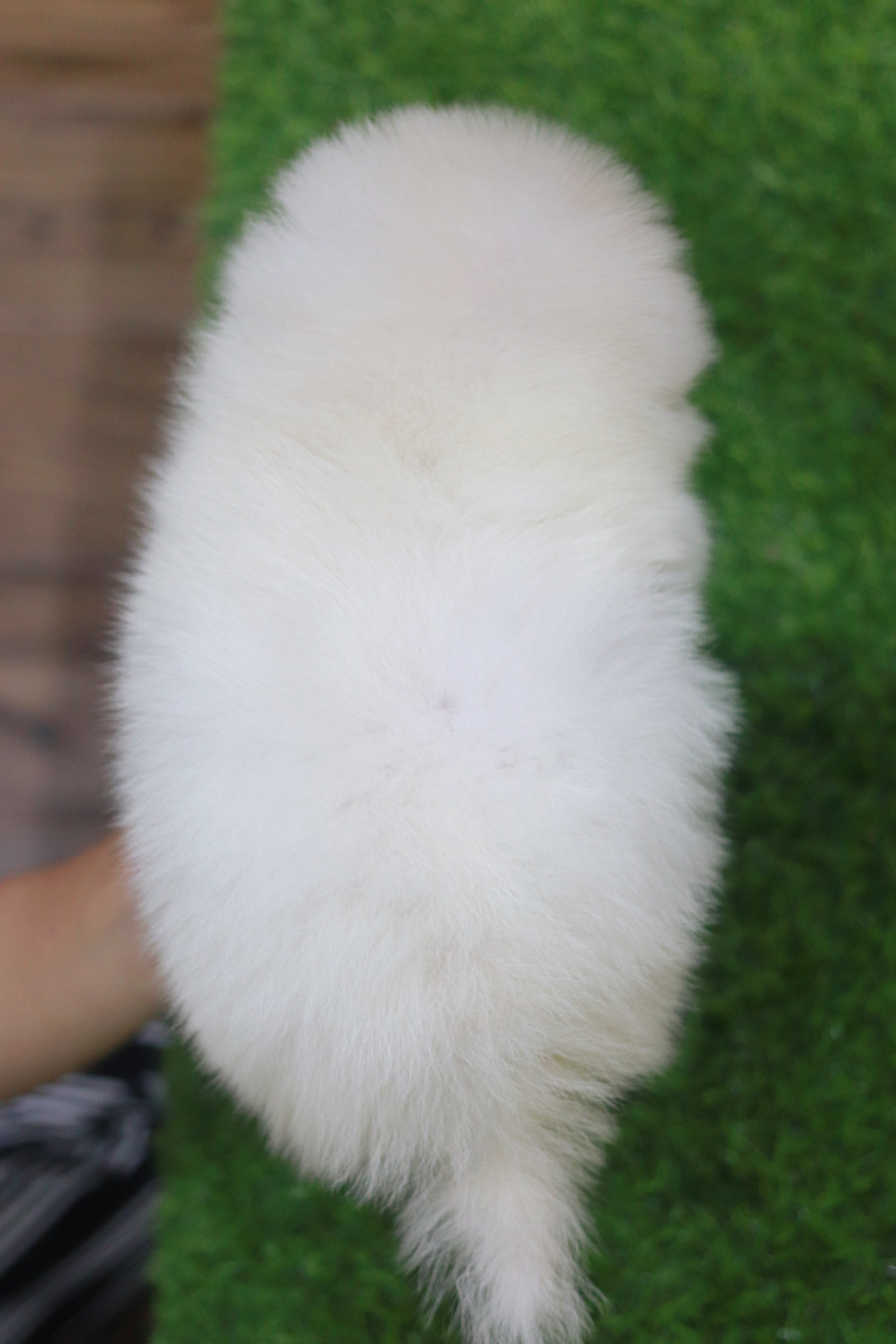 ปอมเมอเรเนียน เพศเมียสีขาว