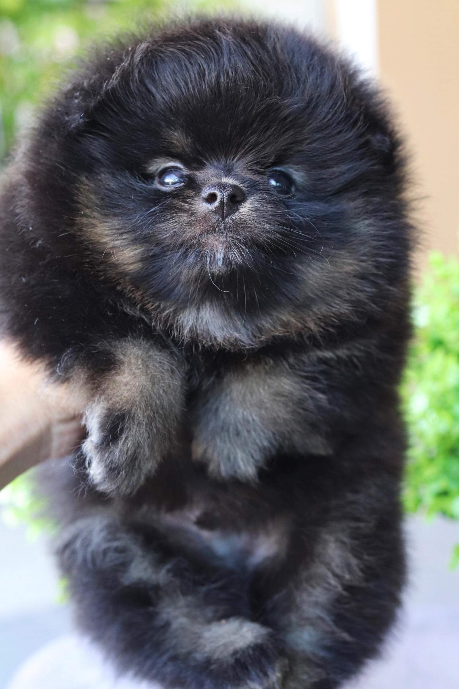 ปอมเมอเรเนียน เพศผู้