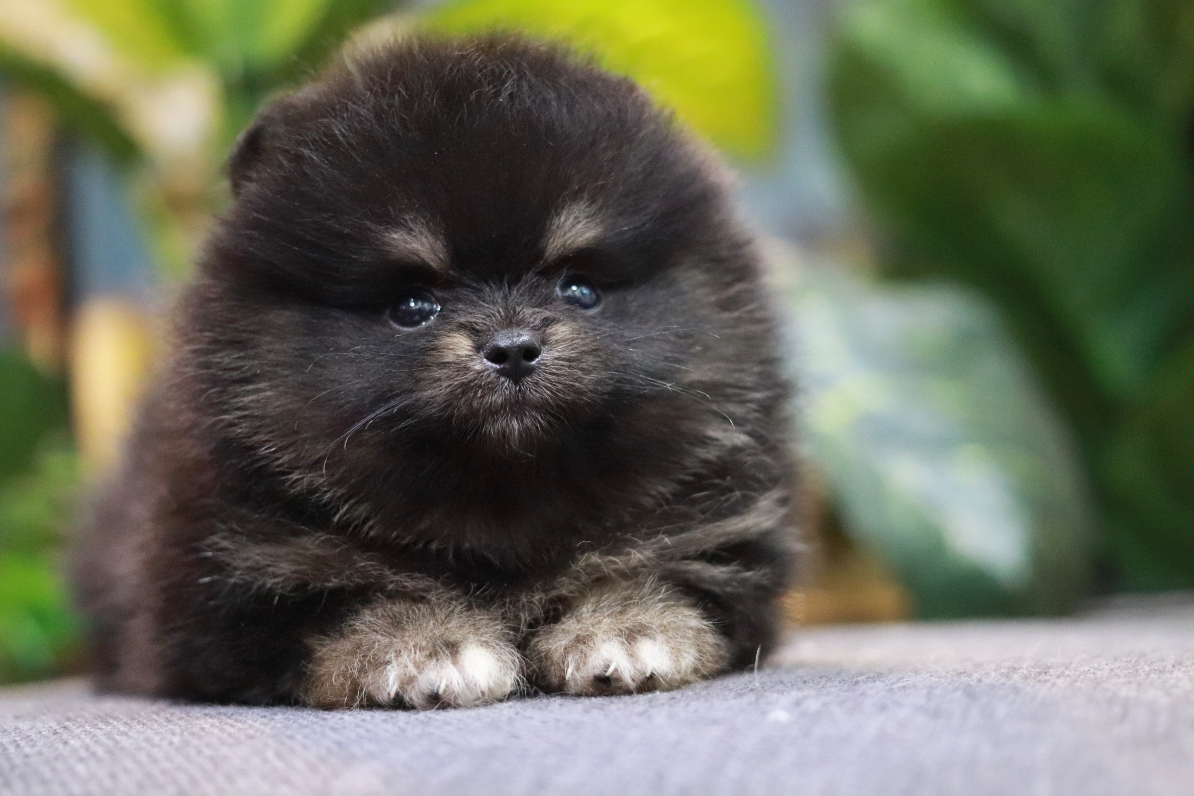 ปอมเมอเรเนียน เพศผู้ แบล็คแทน