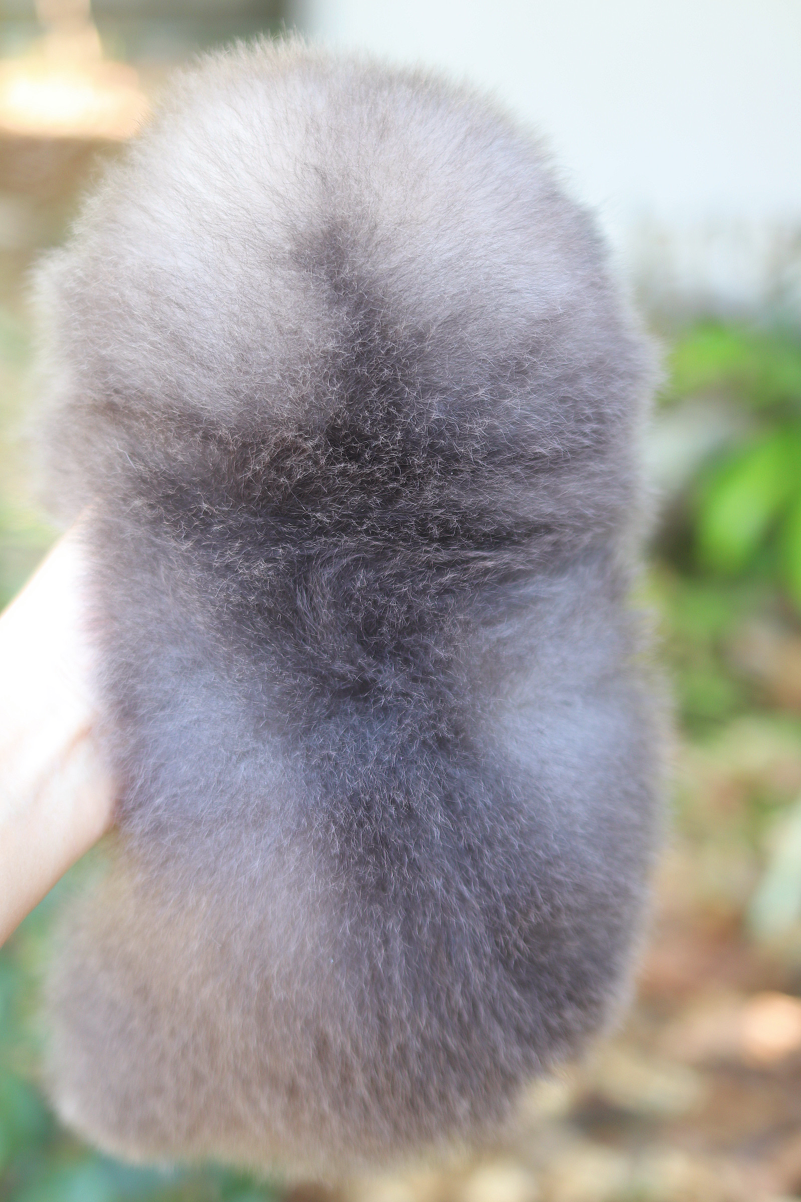 ปอมเมอเรเนียน เพศผู้ สีบลู