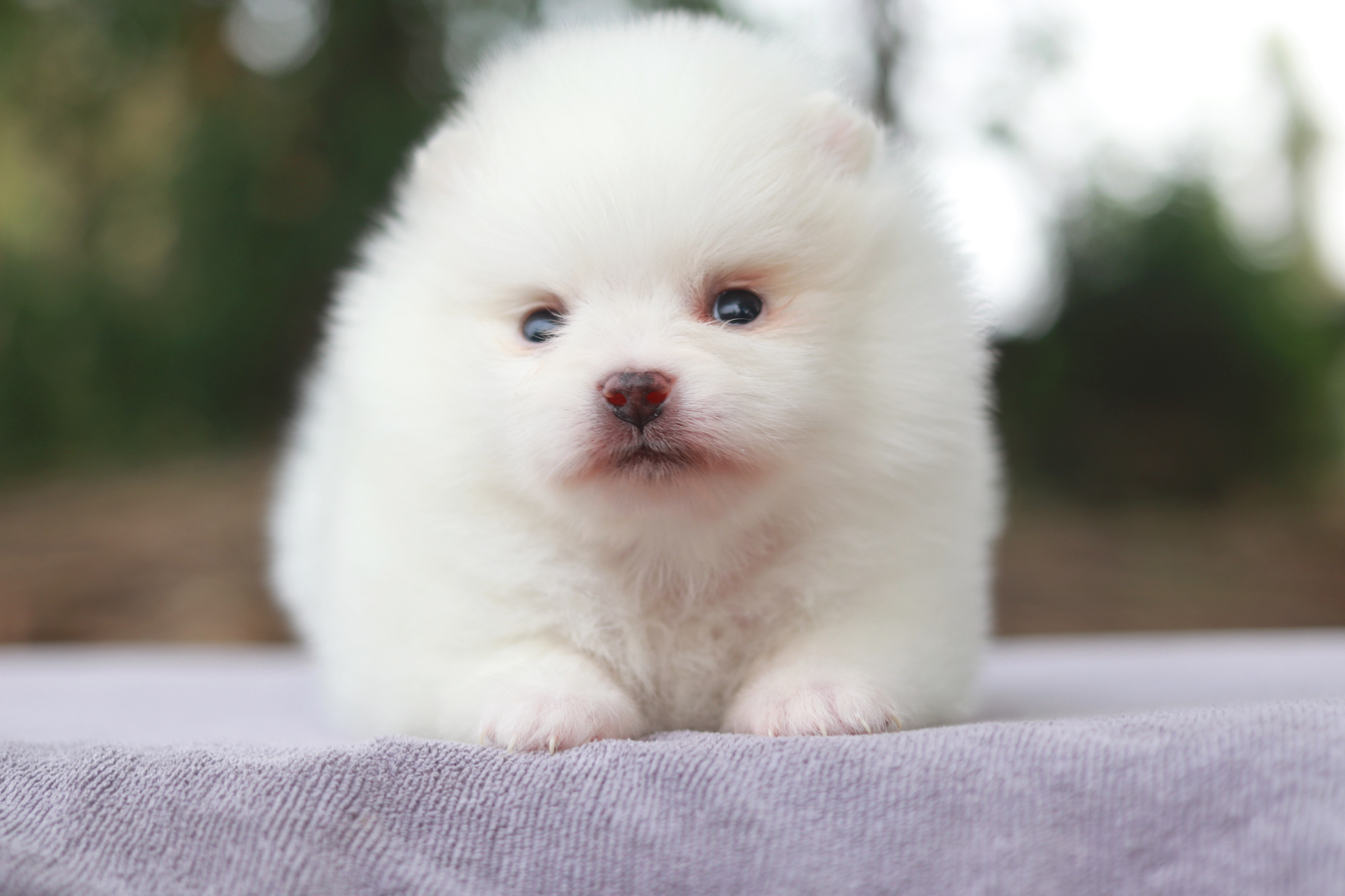 ปอมเมอเรเนียน เพศผู้