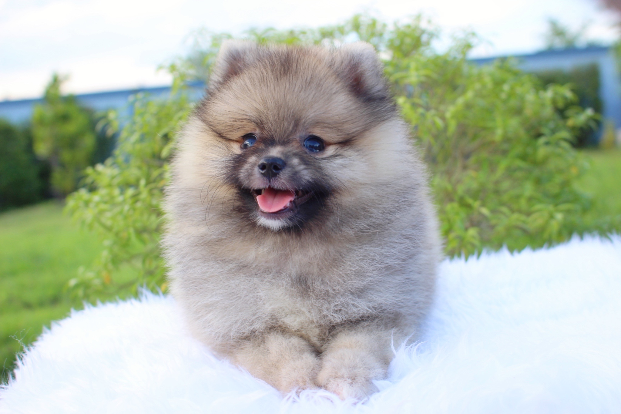 ปอมเมอเรเนียน เพศเมียสีส้ม