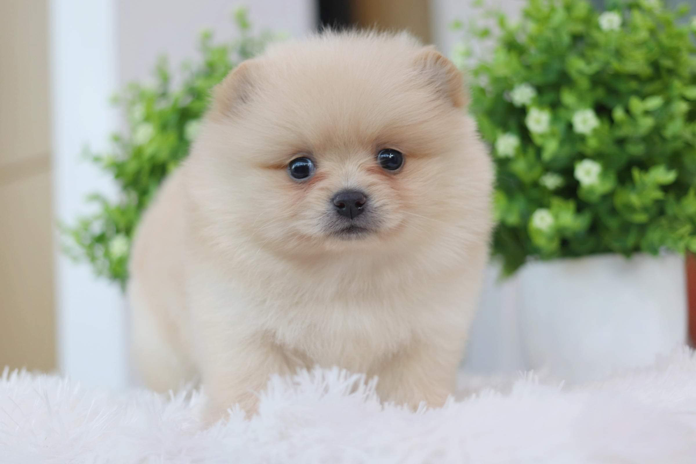 ปอมเมอเรเนียน เพศเมีย