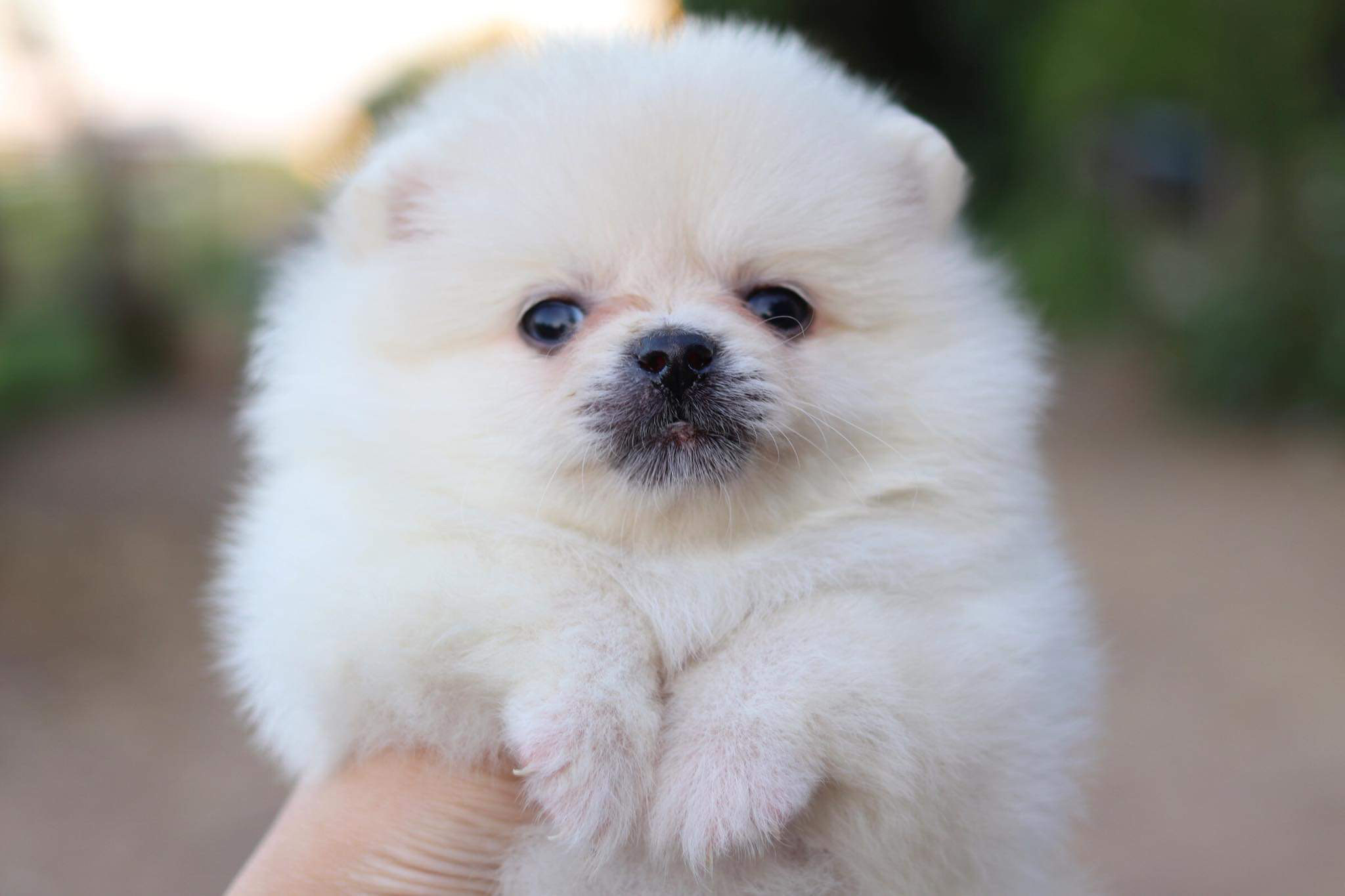 ปอมเมอเรเนียน เพศเมีย