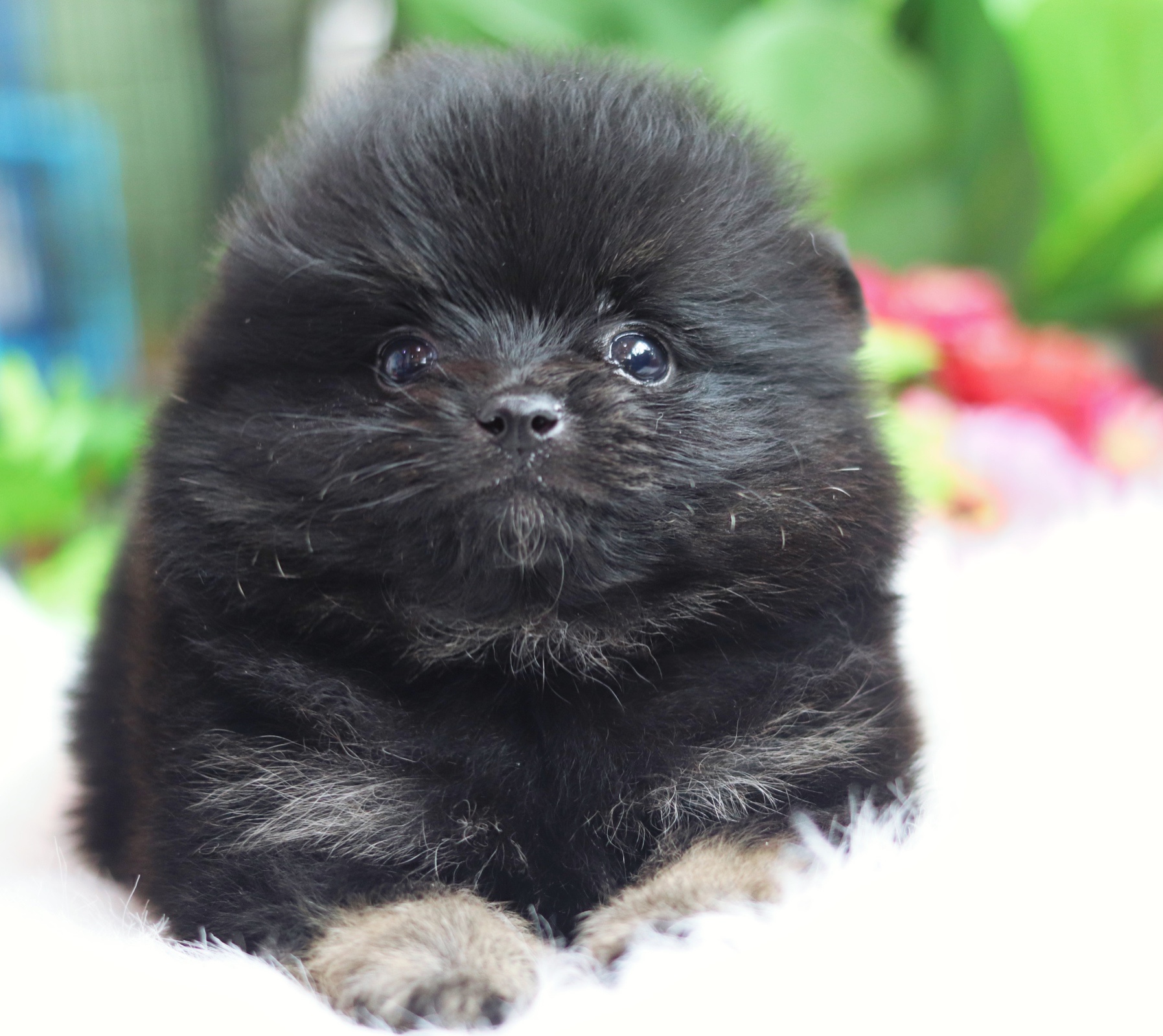 ปอมเมอเรเนียน เพศผู้ สีแบล็คแทน